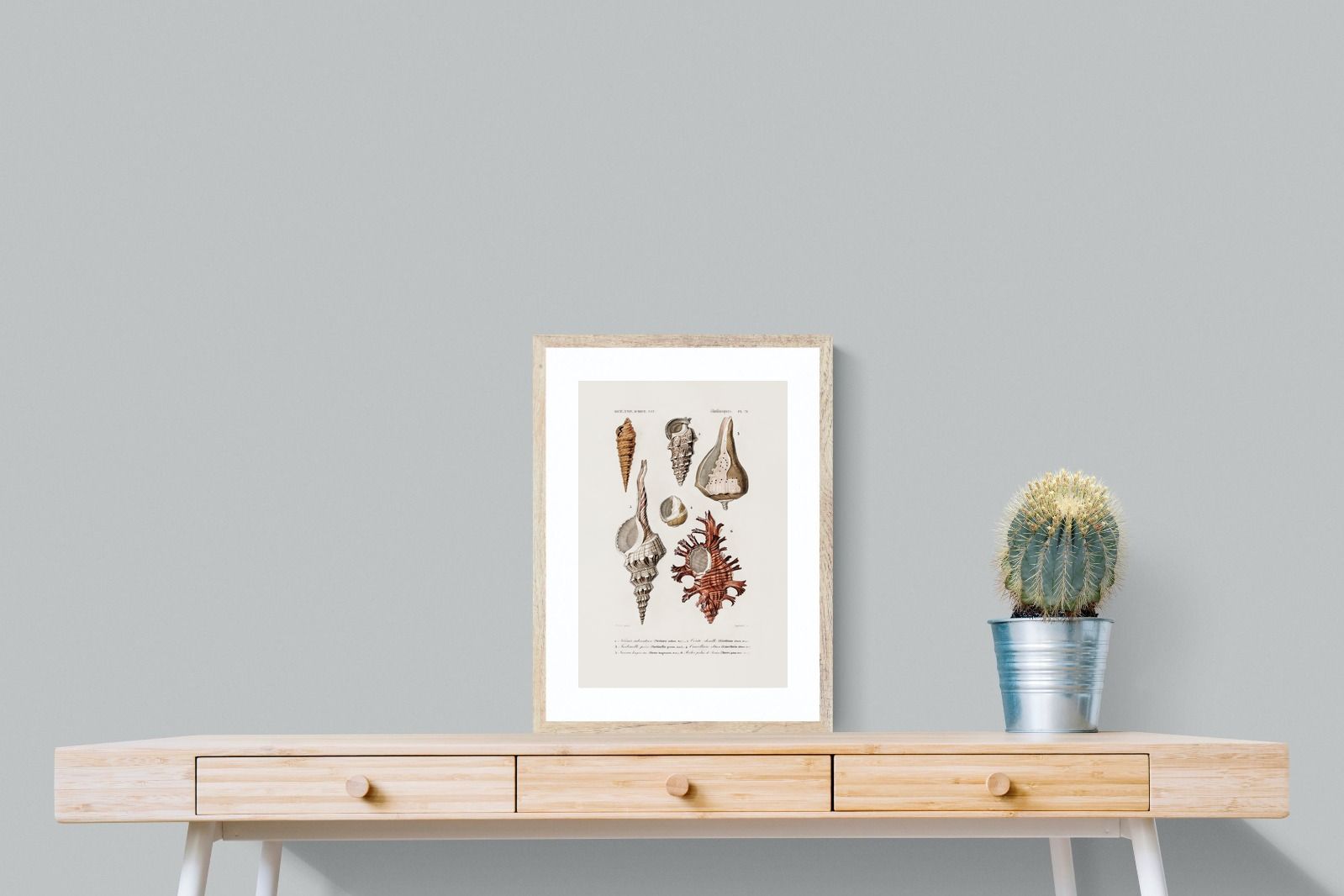 Pixalot Shell Study No. 2