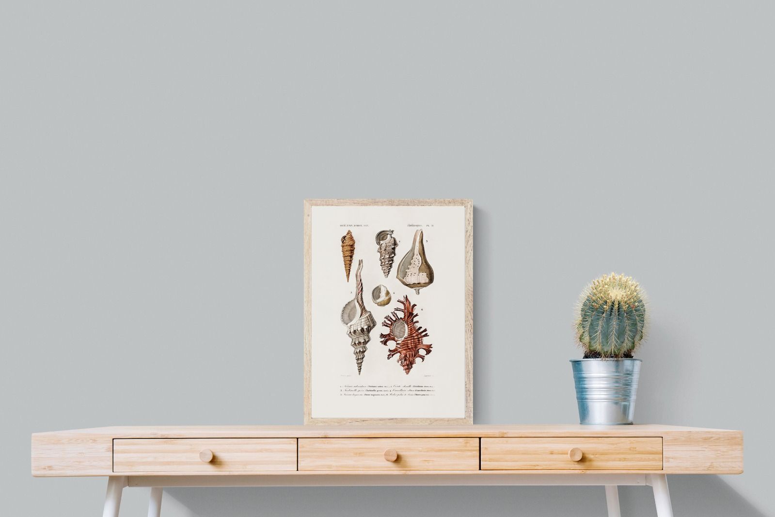 Pixalot Shell Study No. 2