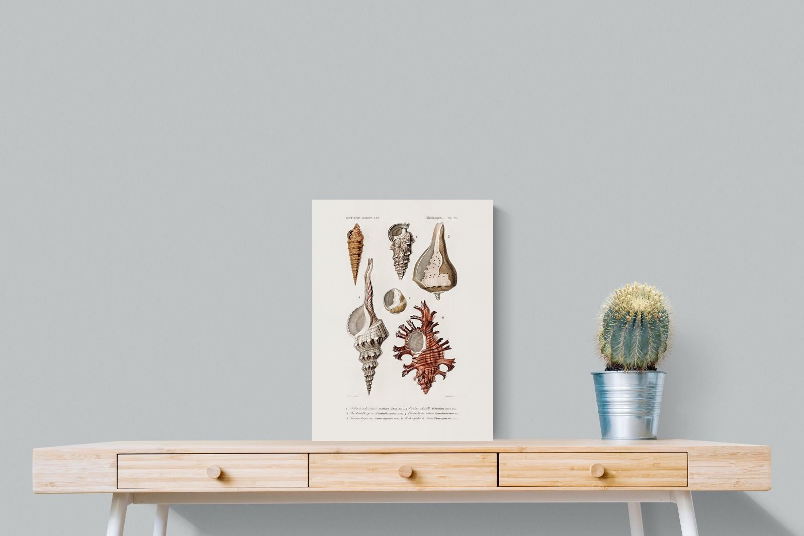 Pixalot Shell Study No. 2