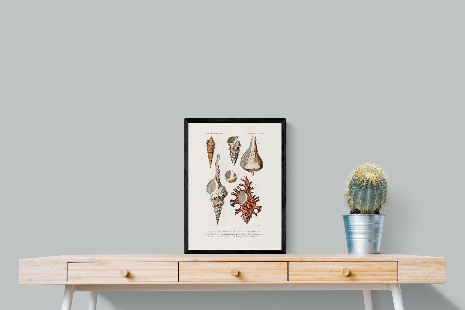 Pixalot Shell Study No. 2