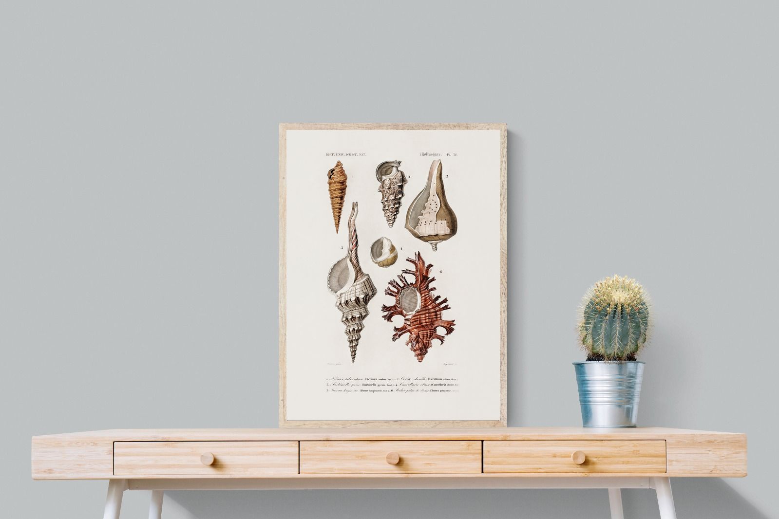 Pixalot Shell Study No. 2