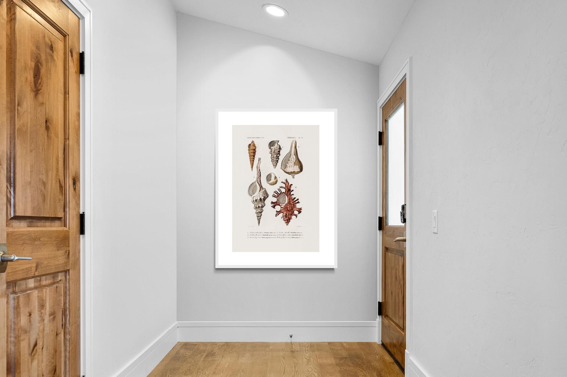 Pixalot Shell Study No. 2