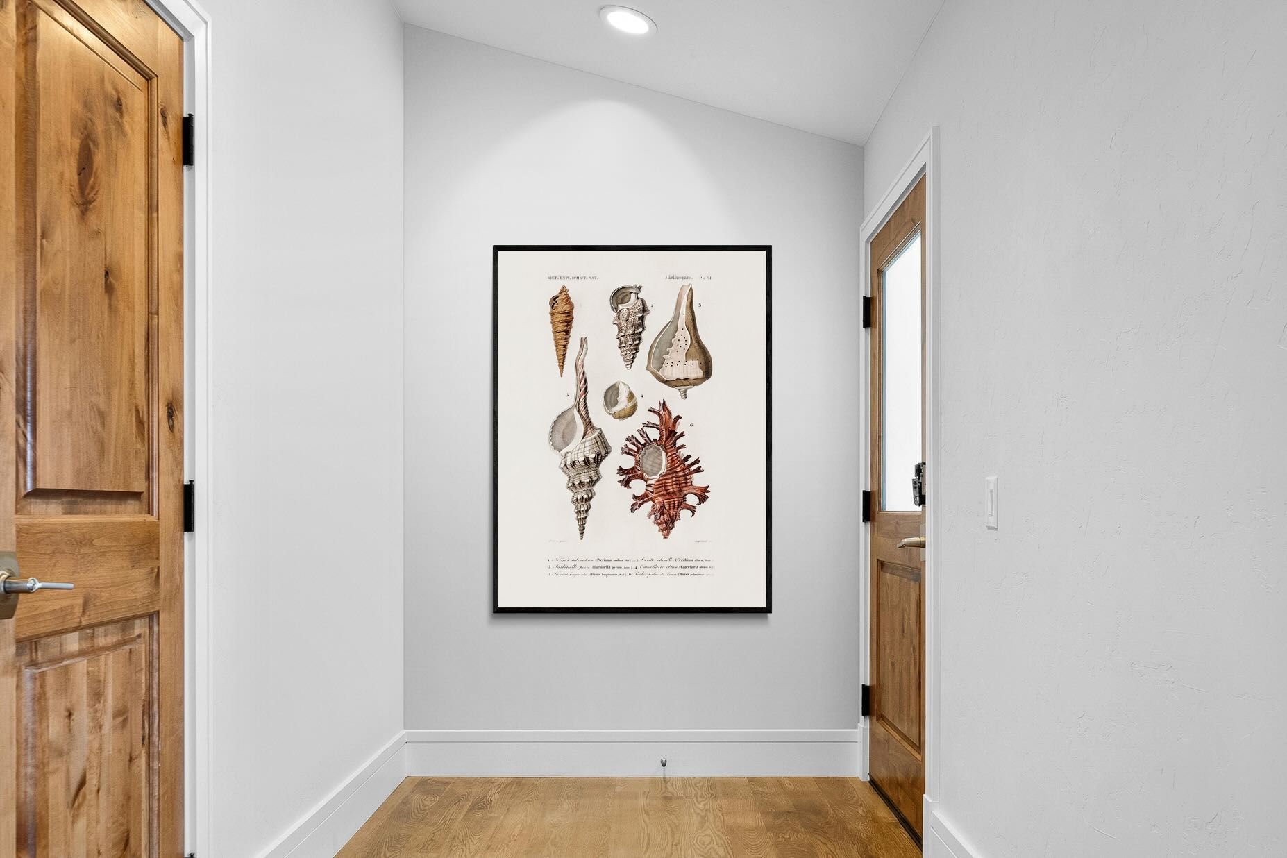 Pixalot Shell Study No. 2