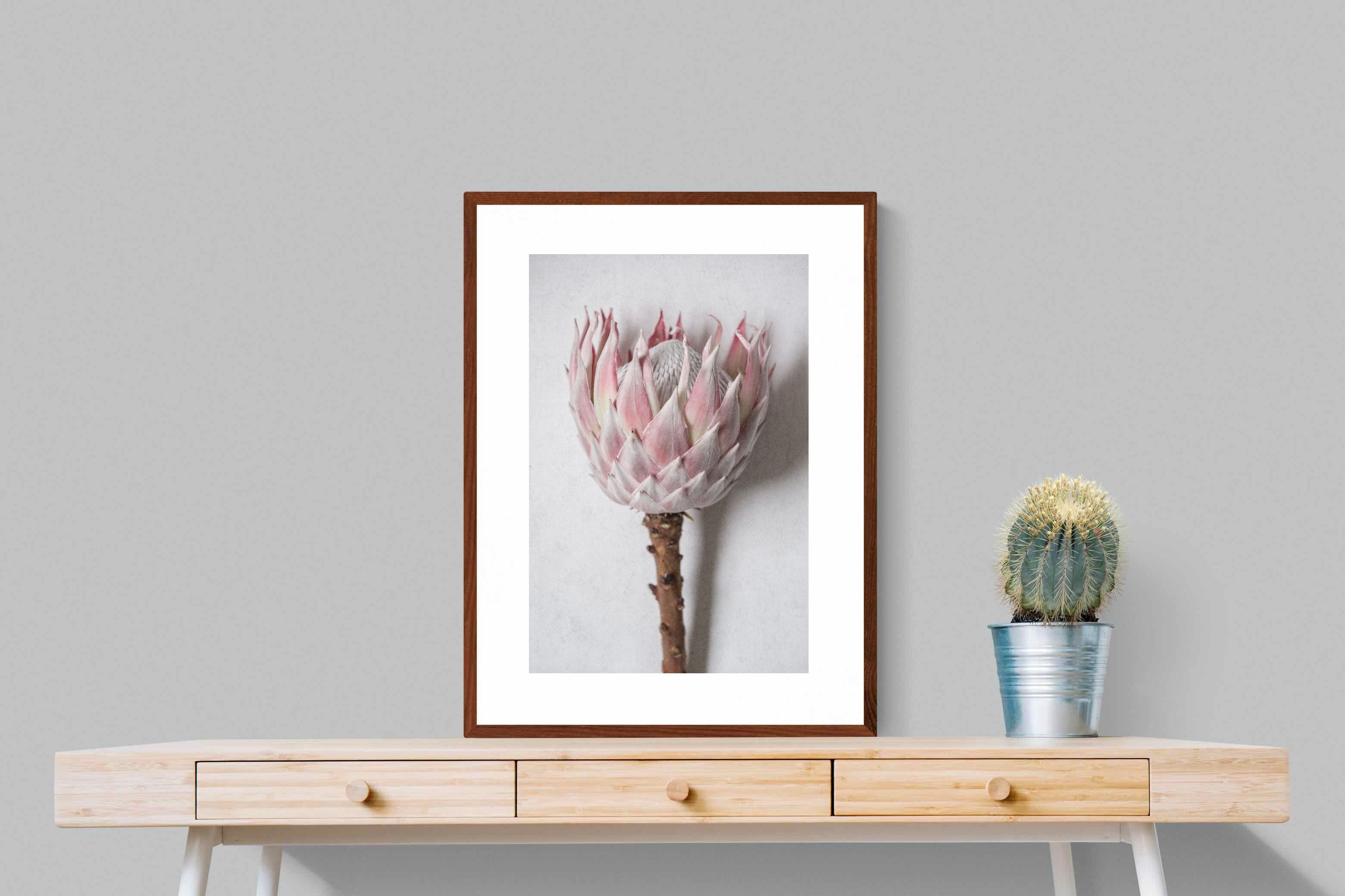 Pixalot Single Pink King Protea