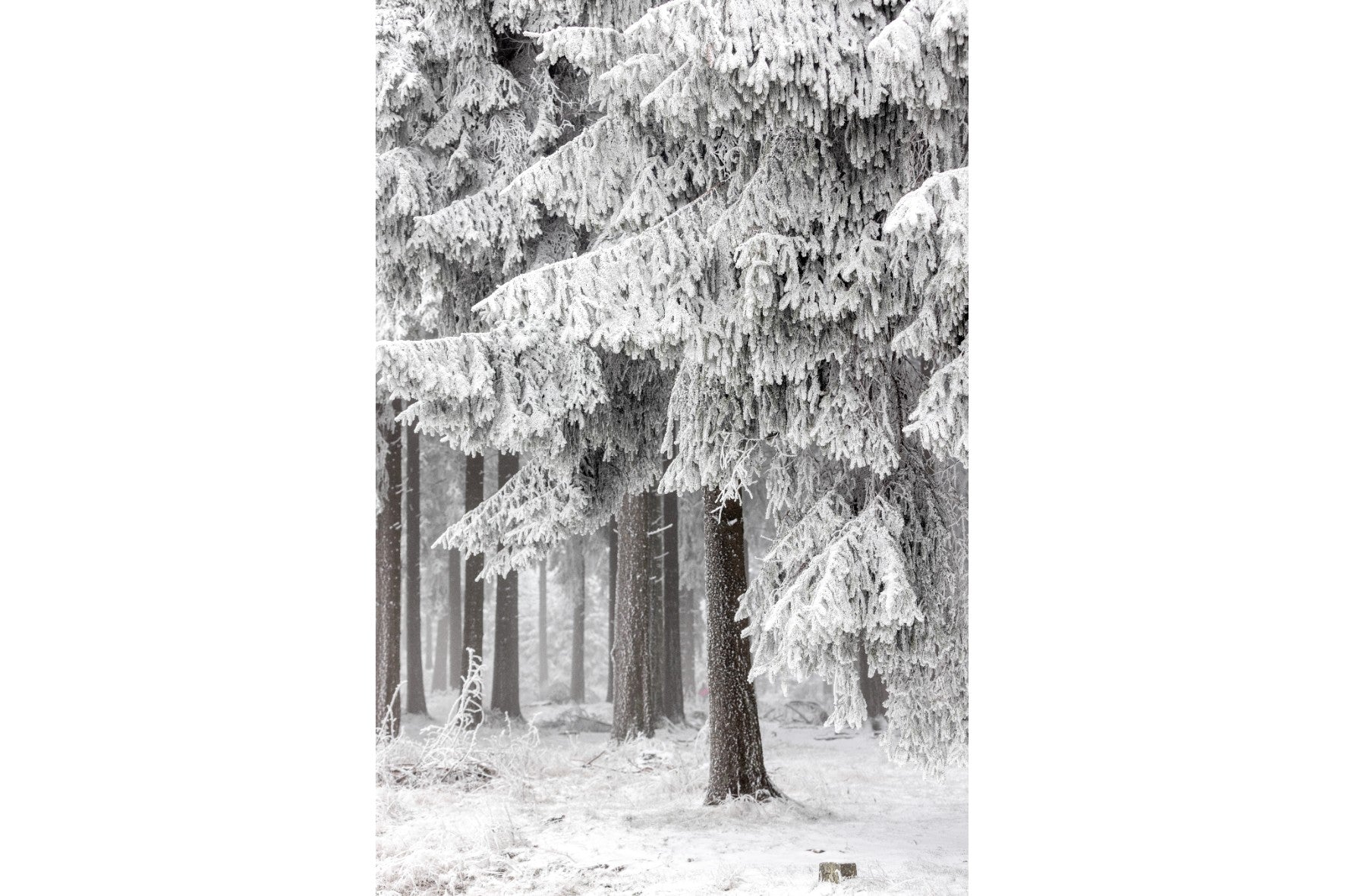 Snowy Forest Silence