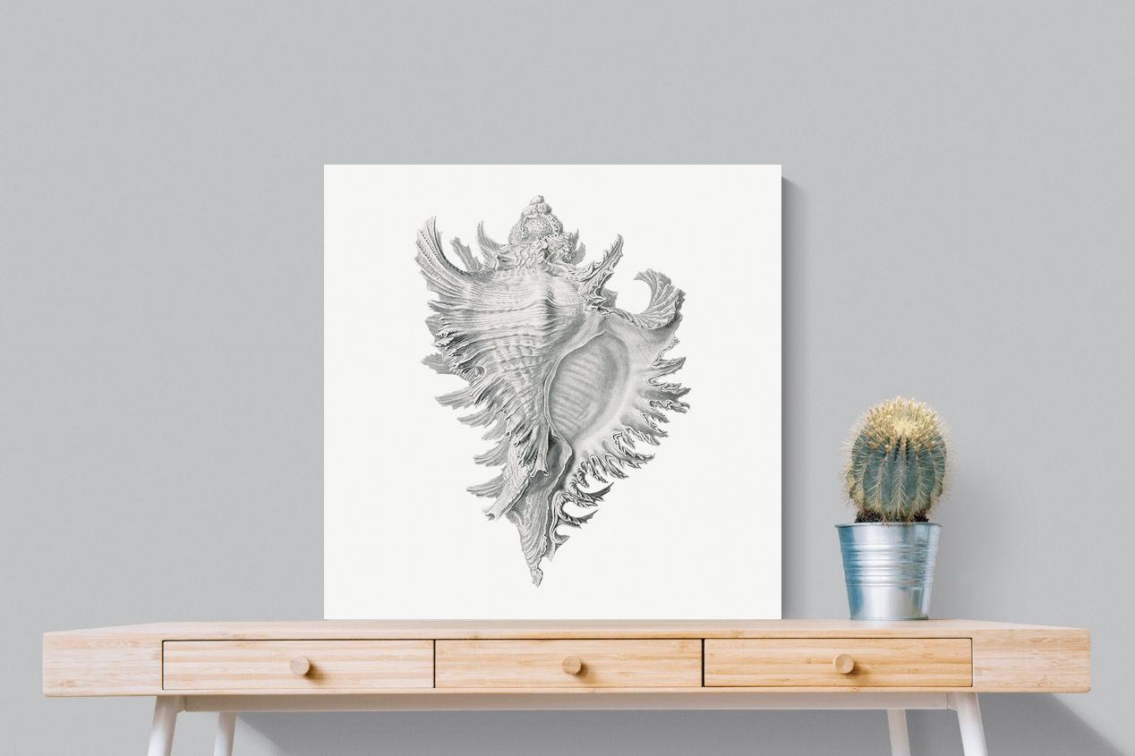 Pixalot Spiny Conch Shell