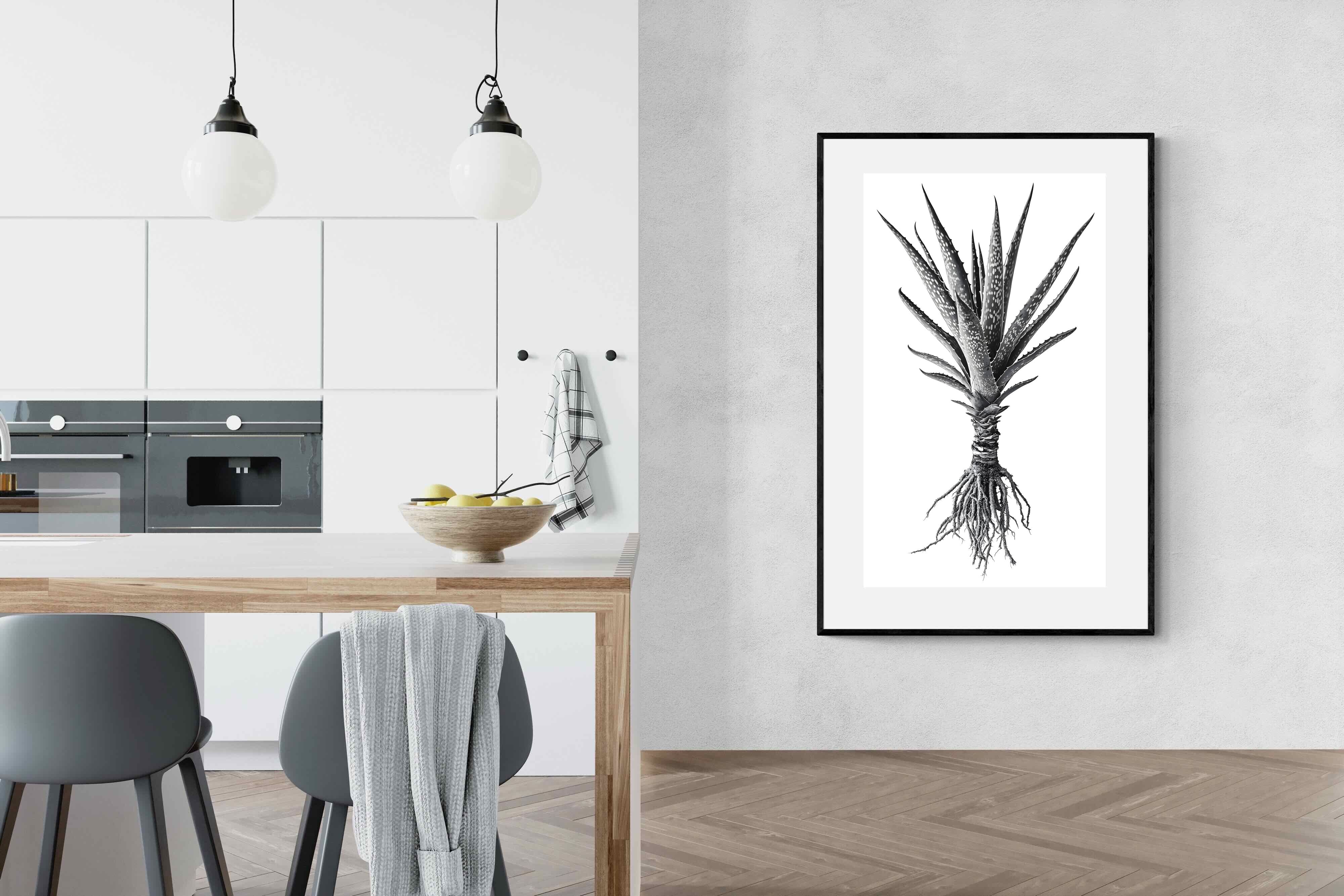 Pixalot Spotted Aloe