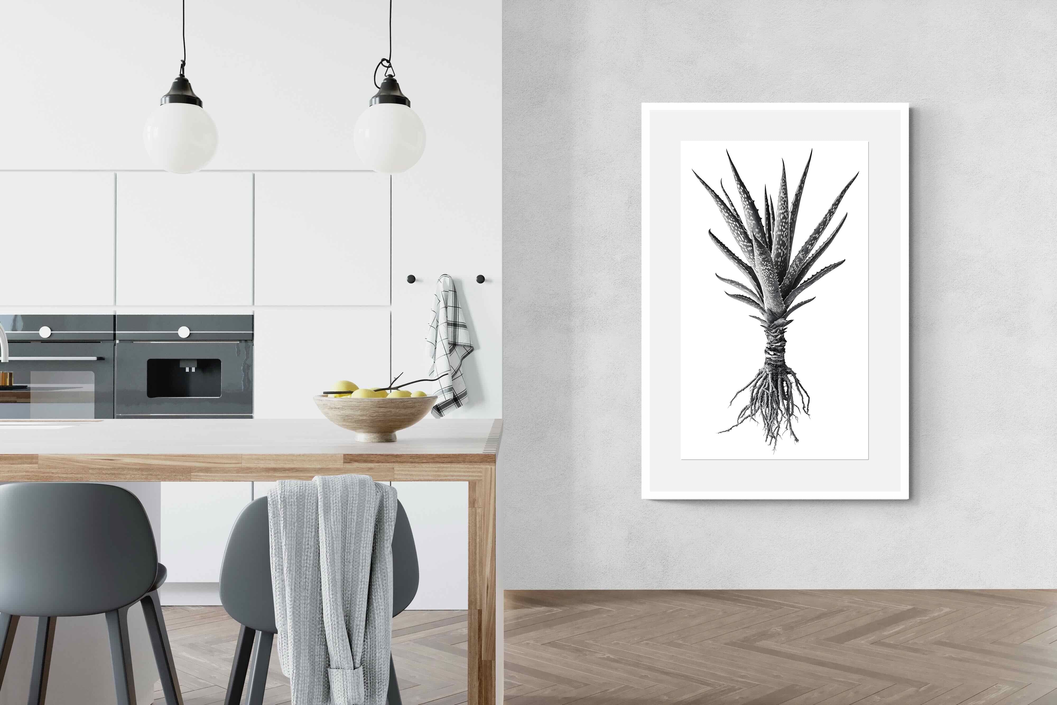 Pixalot Spotted Aloe