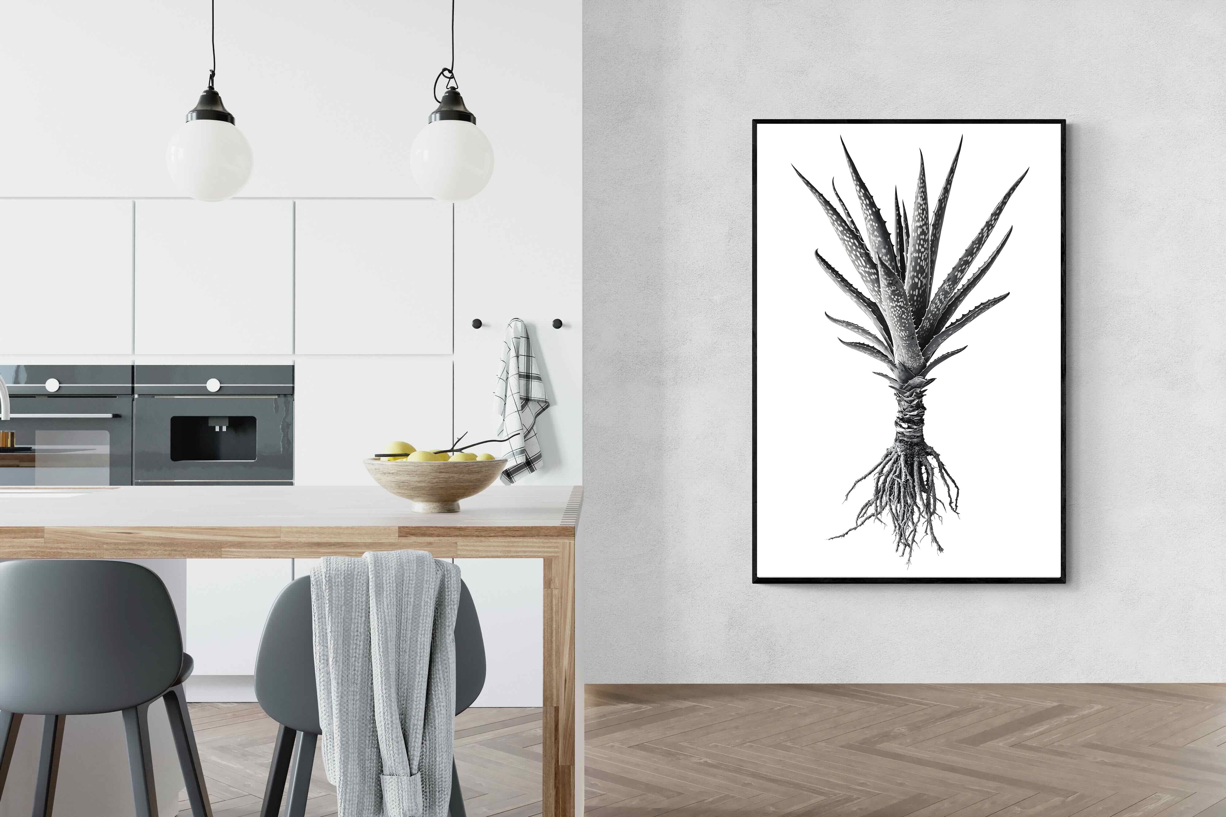 Pixalot Spotted Aloe