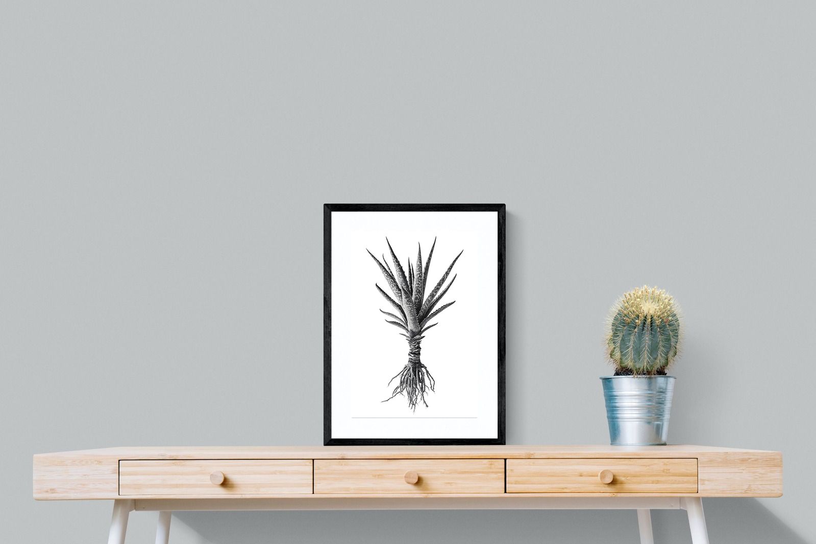 Pixalot Spotted Aloe