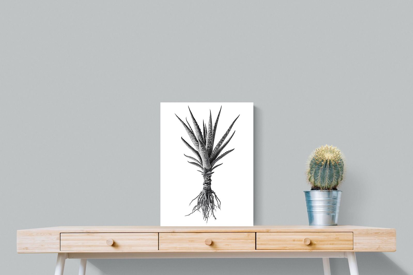 Pixalot Spotted Aloe