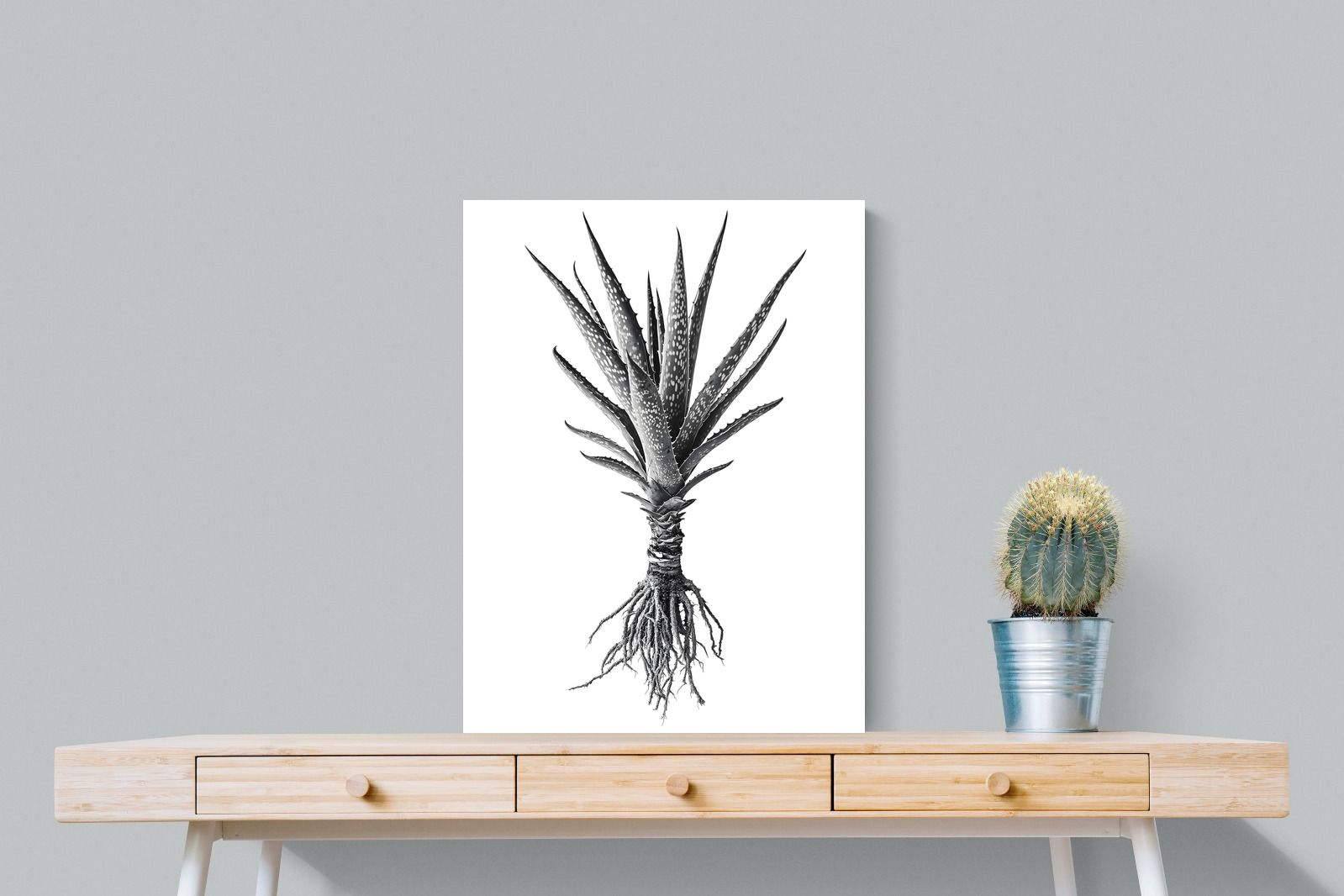 Pixalot Spotted Aloe