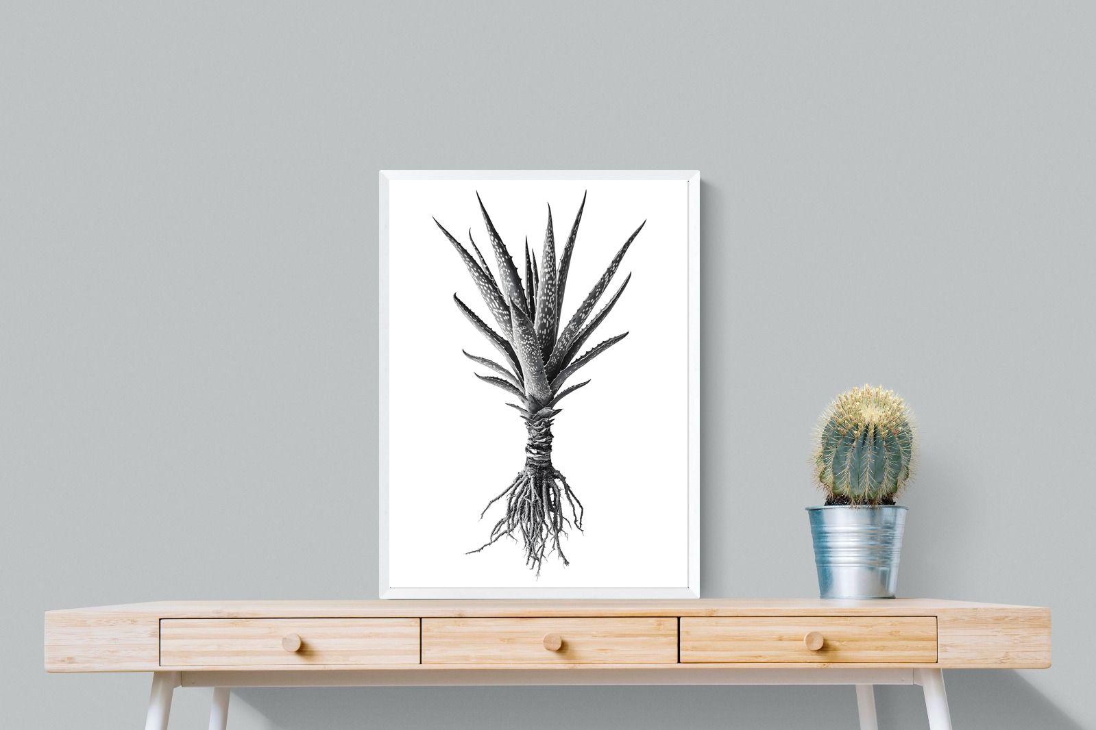 Pixalot Spotted Aloe