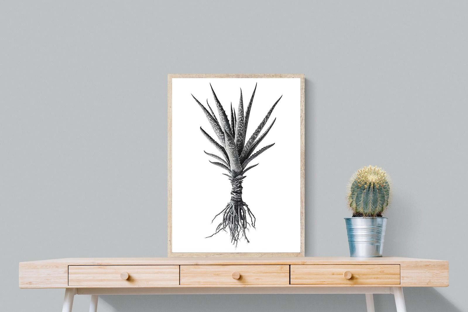Pixalot Spotted Aloe
