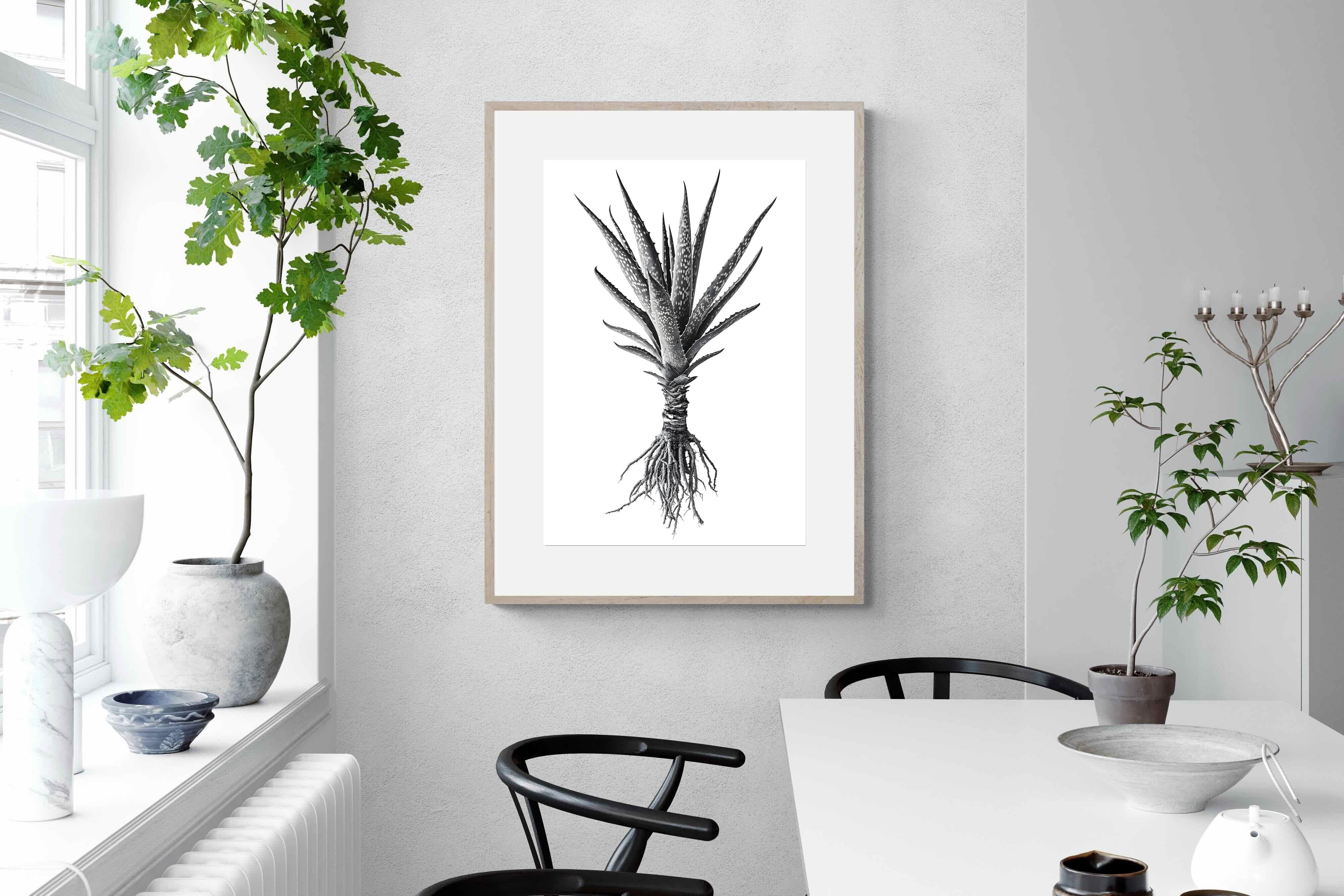 Pixalot Spotted Aloe