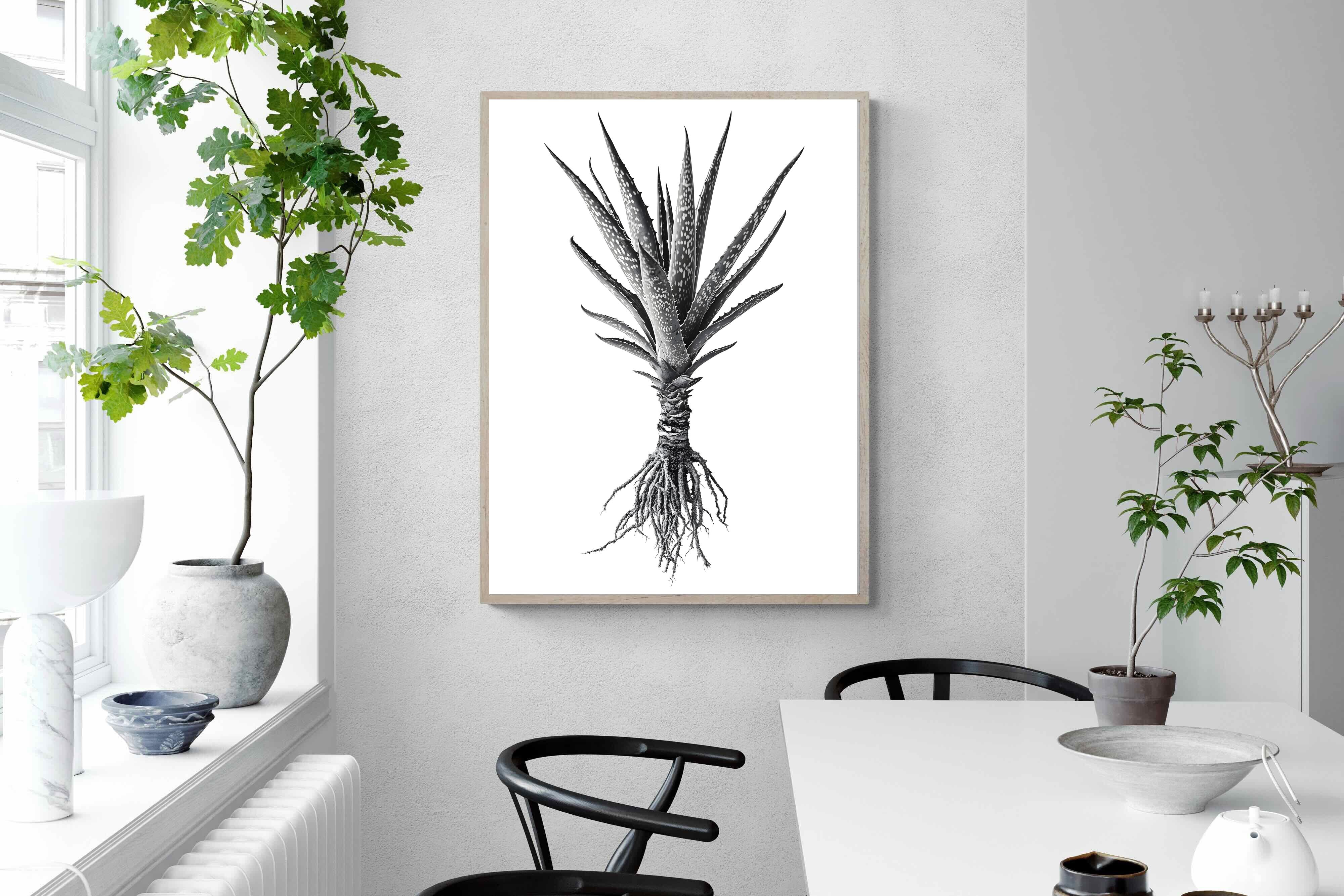 Pixalot Spotted Aloe