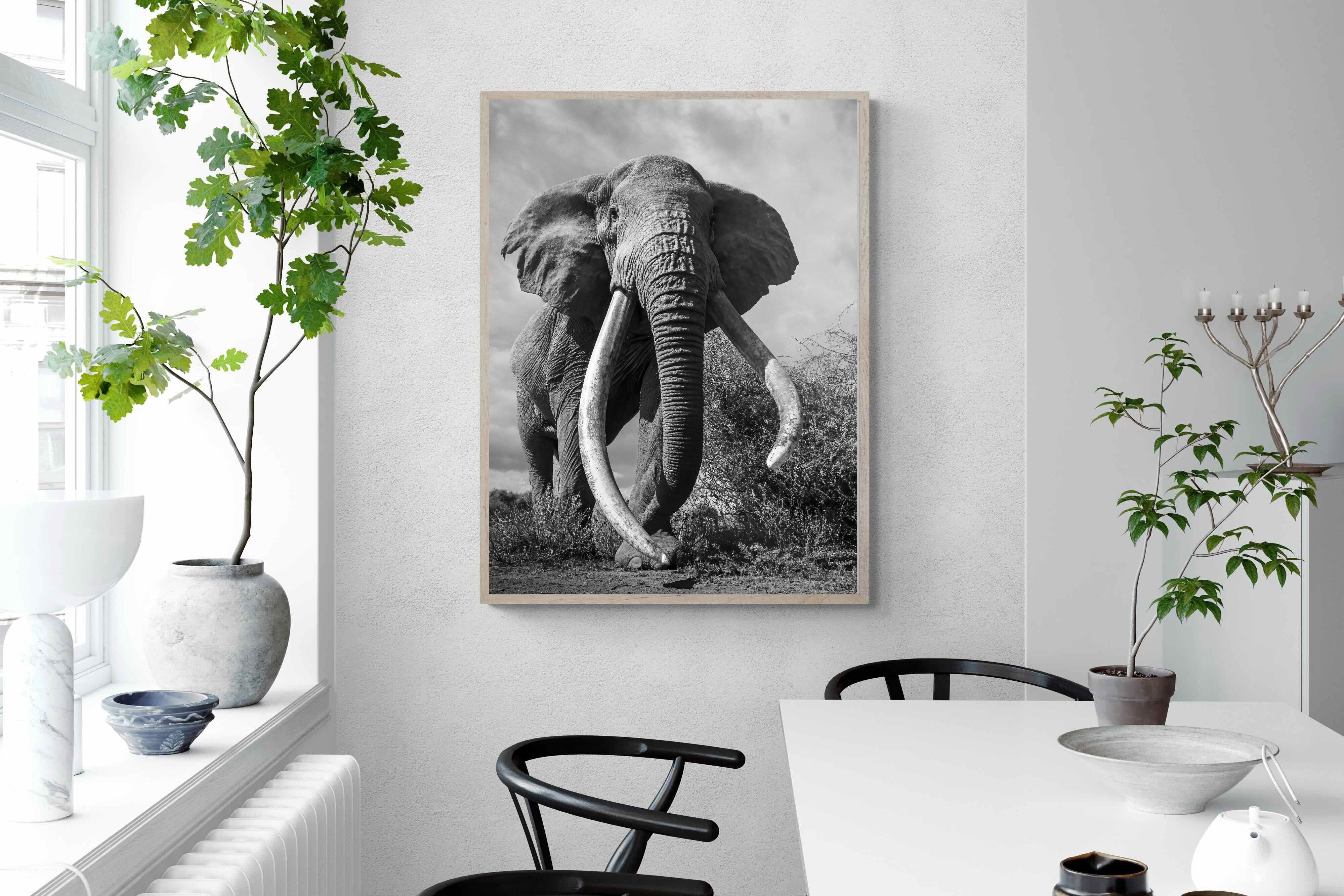 Pixalot Super Tusker