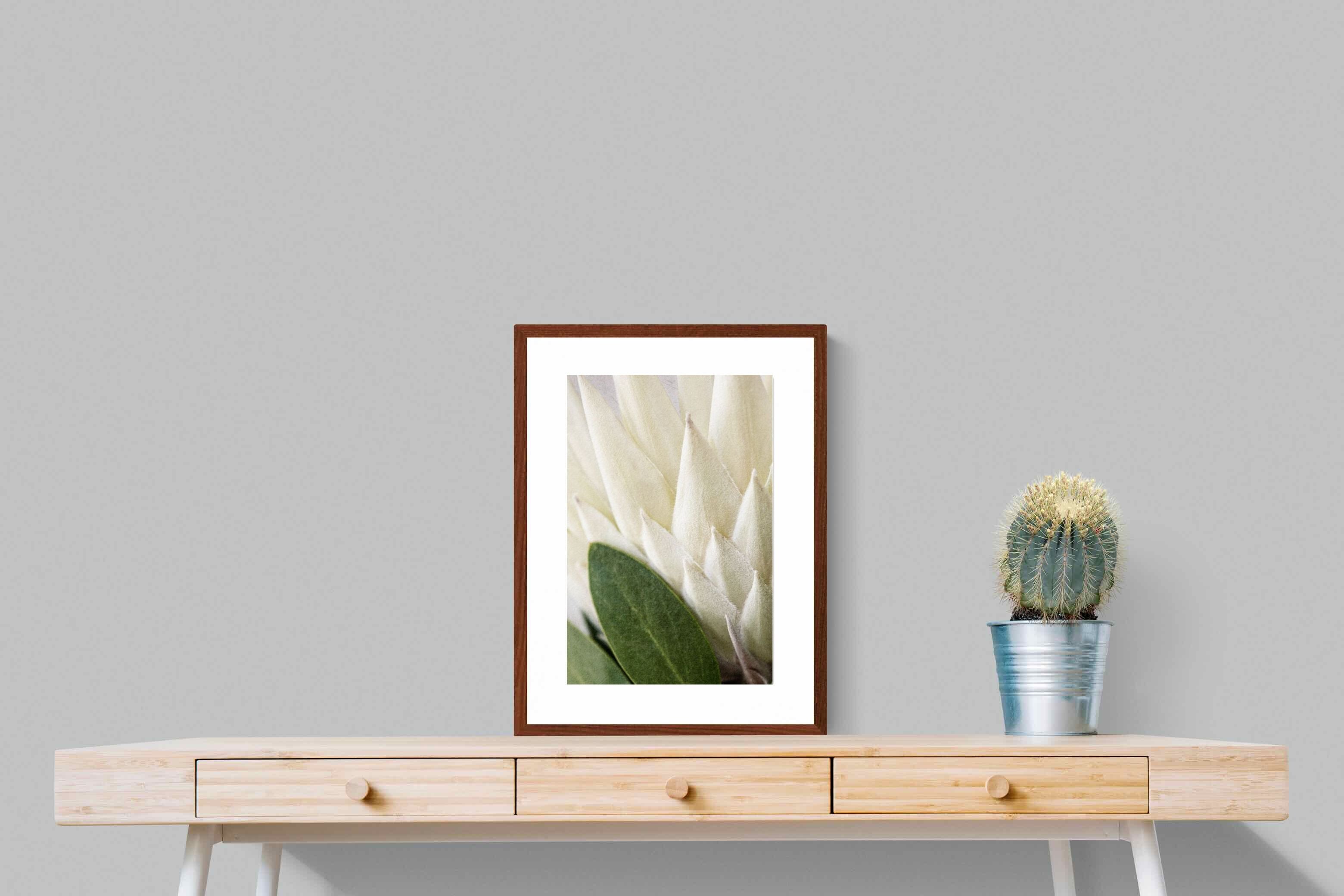 Pixalot White King Protea Closeup