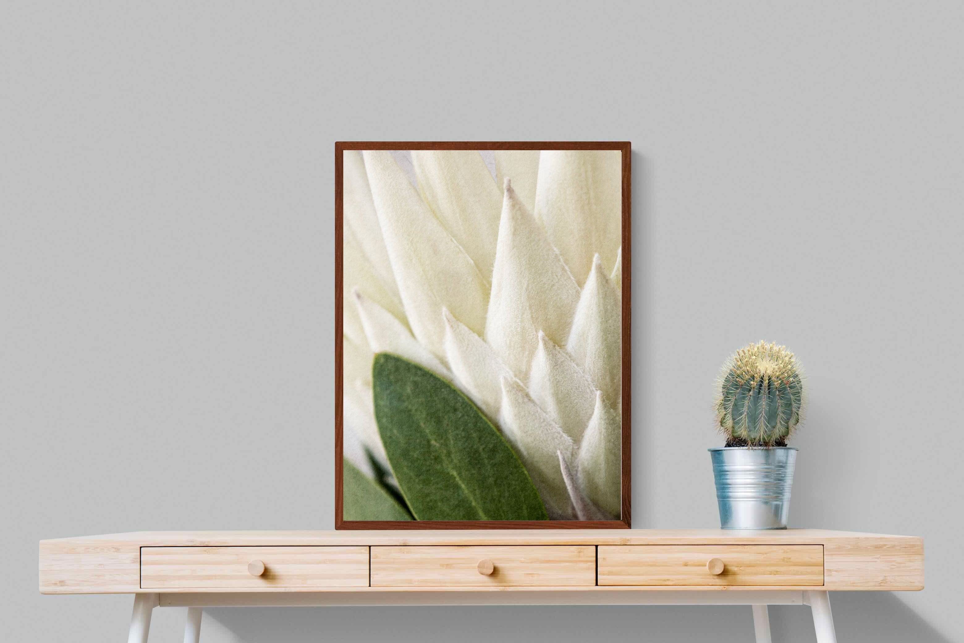 Pixalot White King Protea Closeup