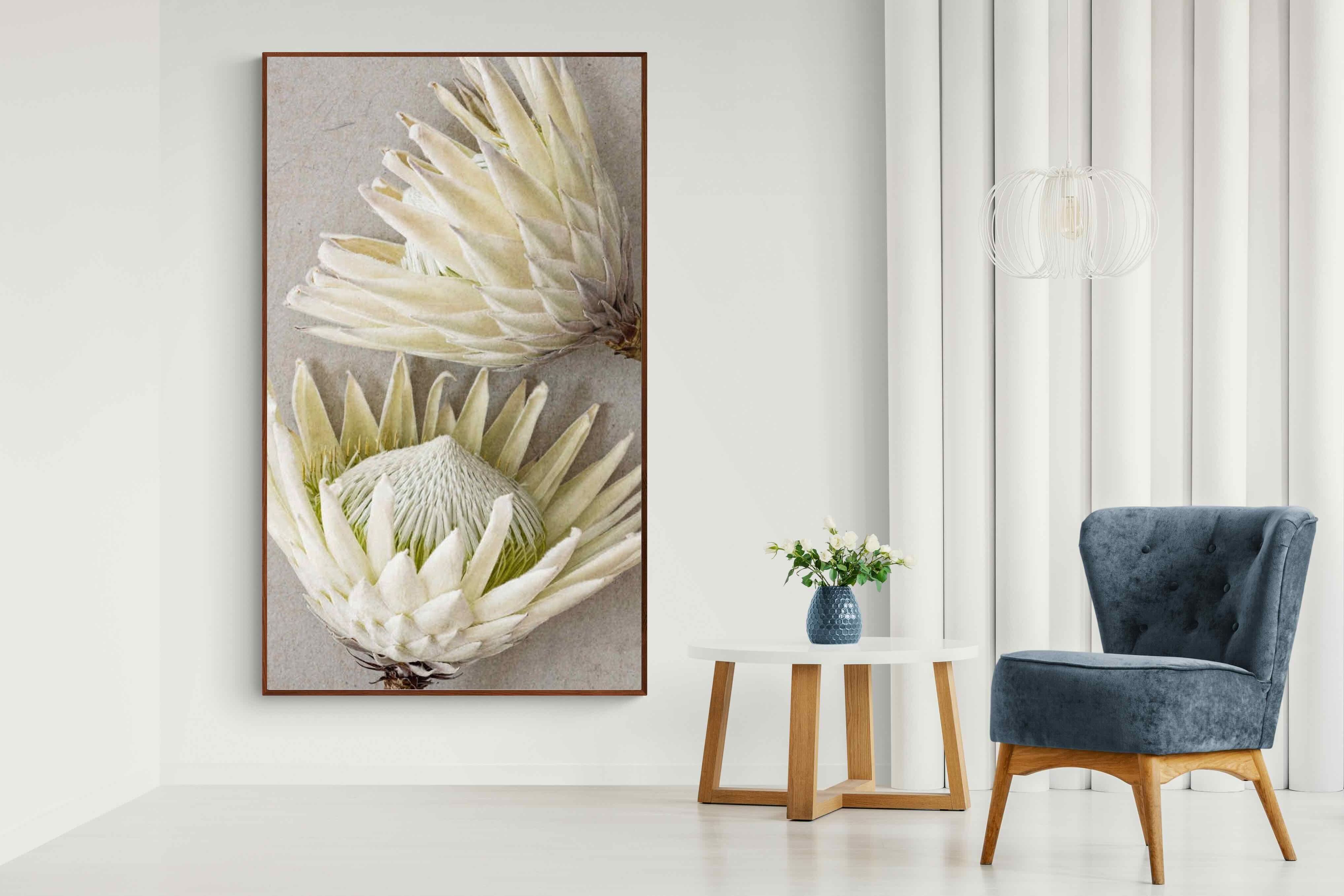 Pixalot White King Protea Pair