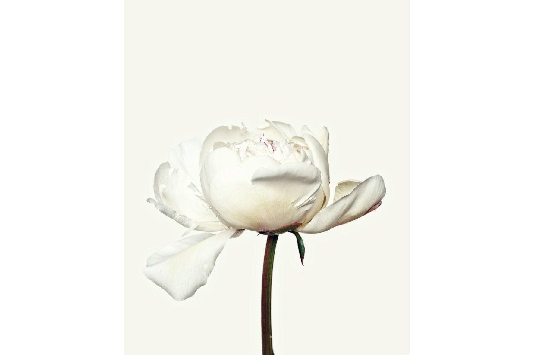White Peony