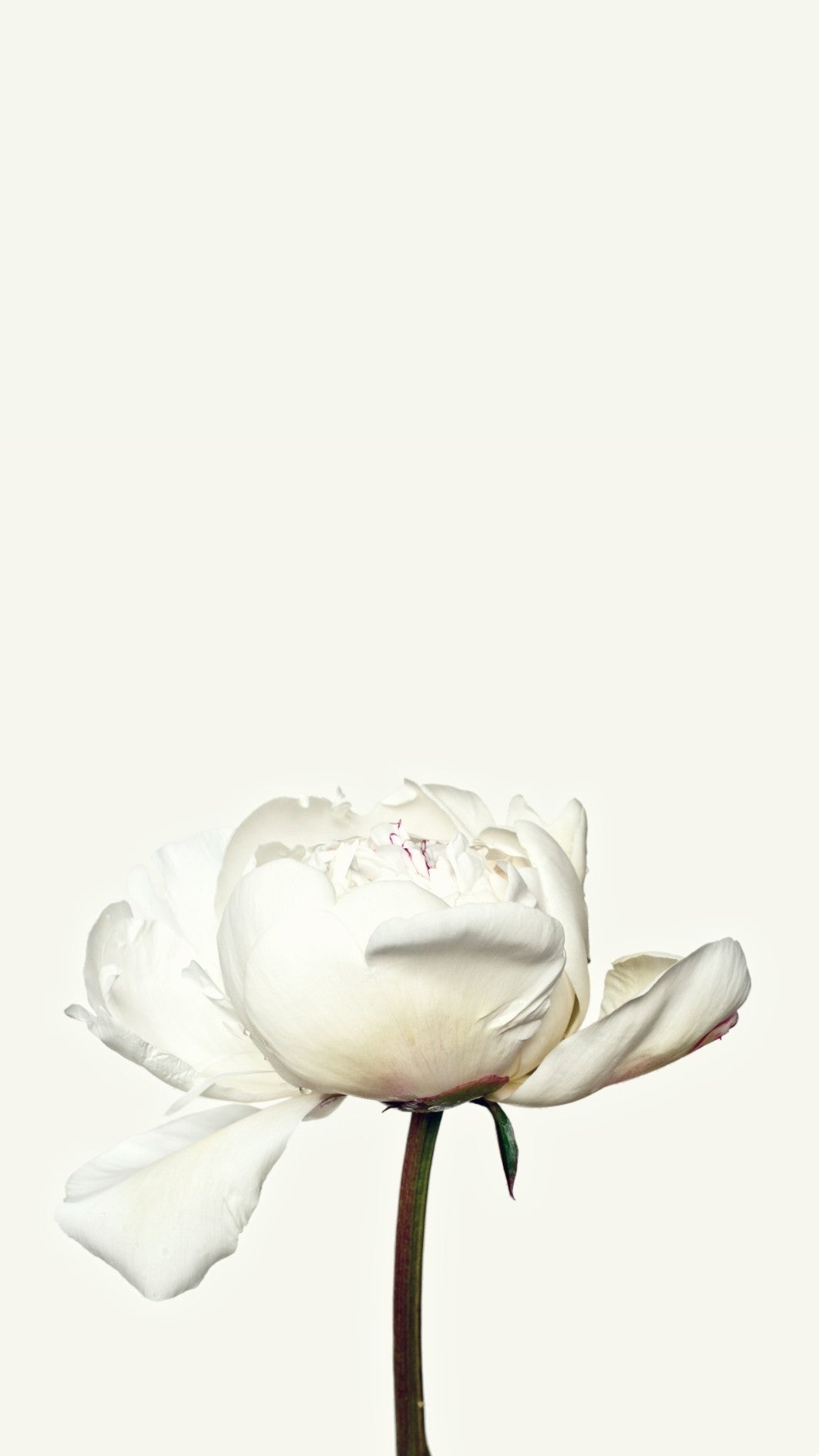 White Peony