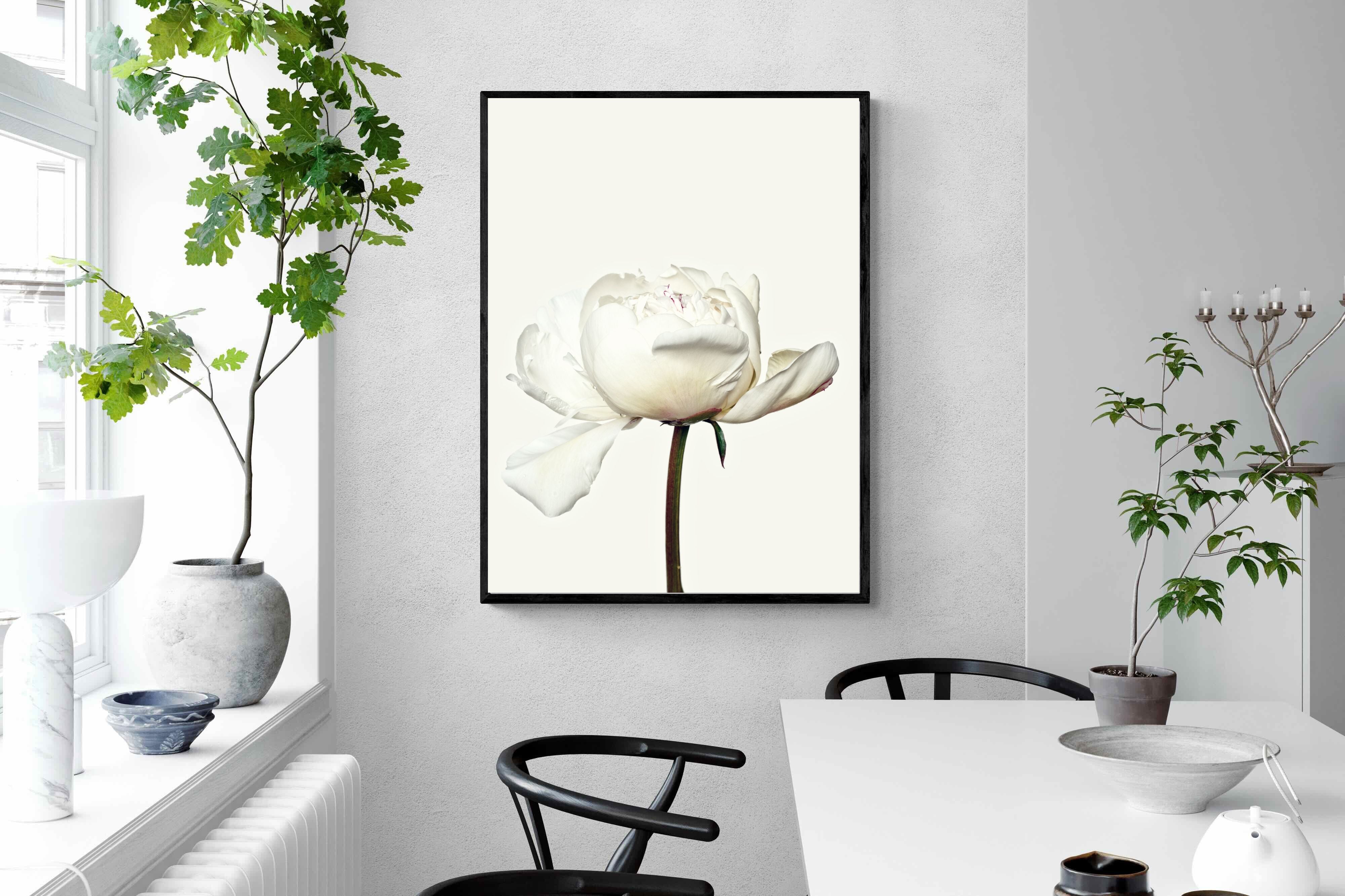 Pixalot White Peony