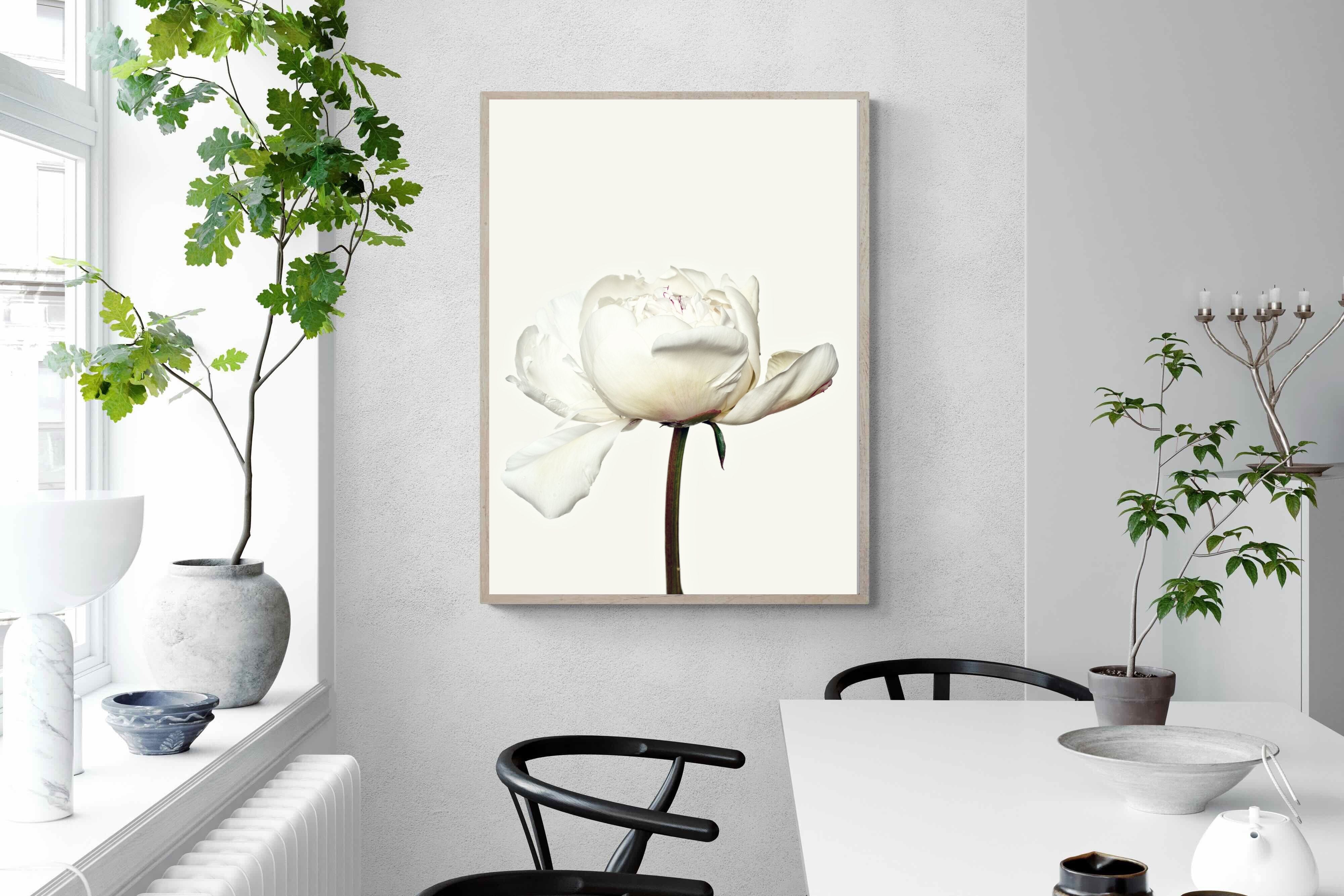 Pixalot White Peony