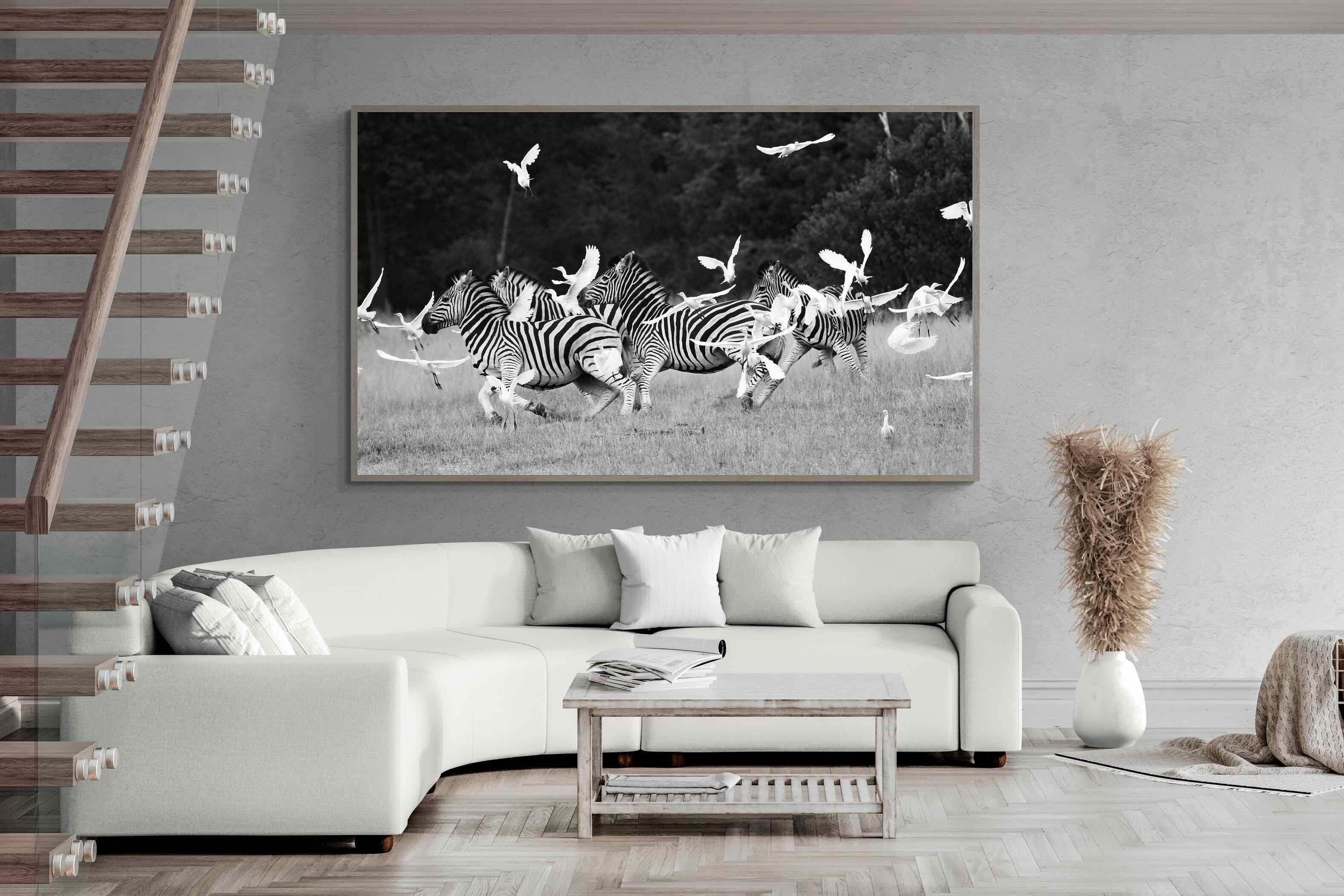 Pixalot Zebra & Herons