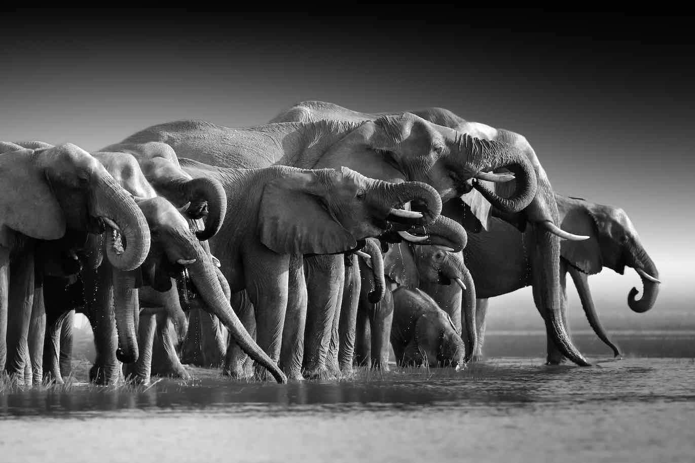 Chobe Elephants-Wall_Art-Pixalot