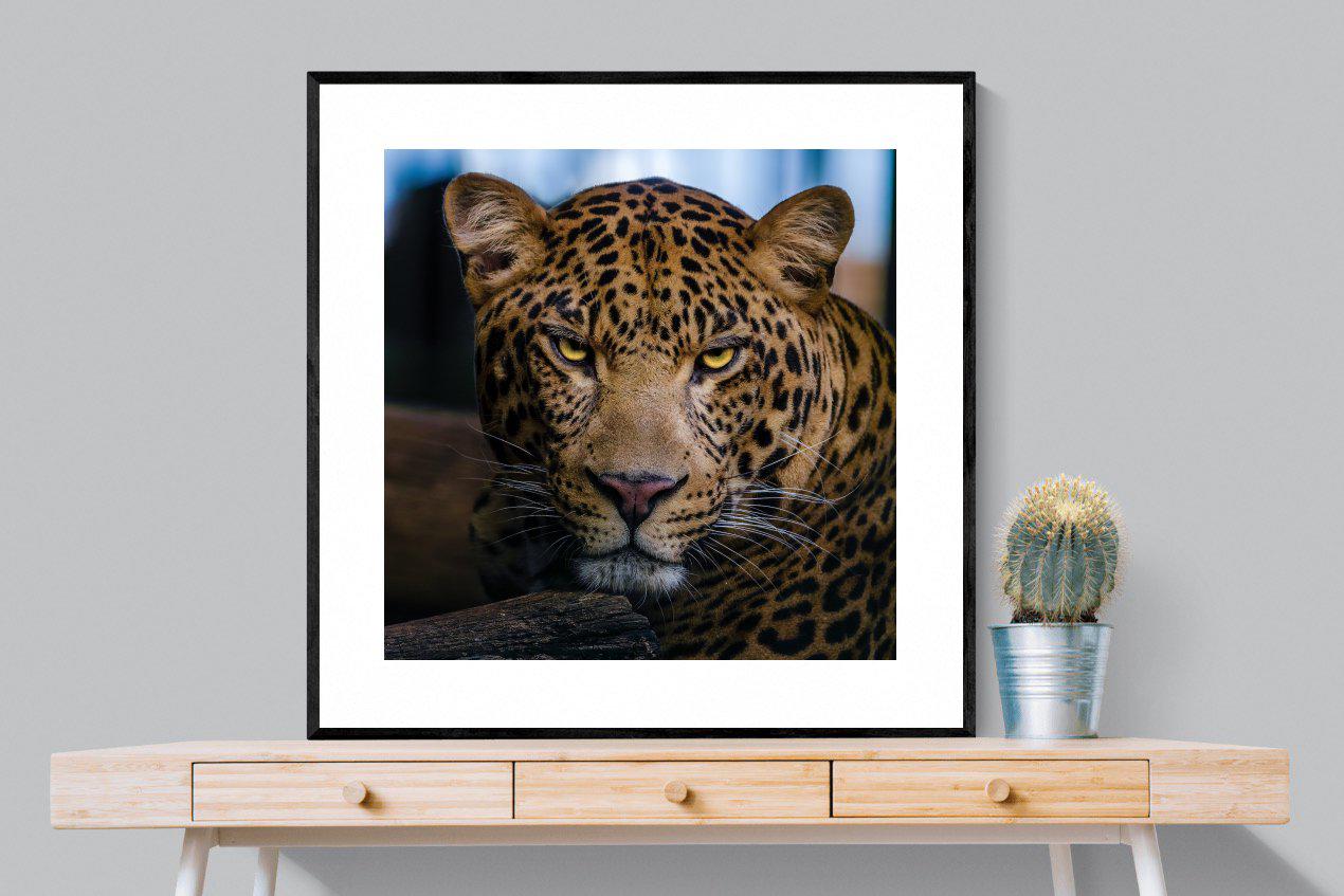 Contempt-Wall_Art-100 x 100cm-Framed Print-Black-Pixalot