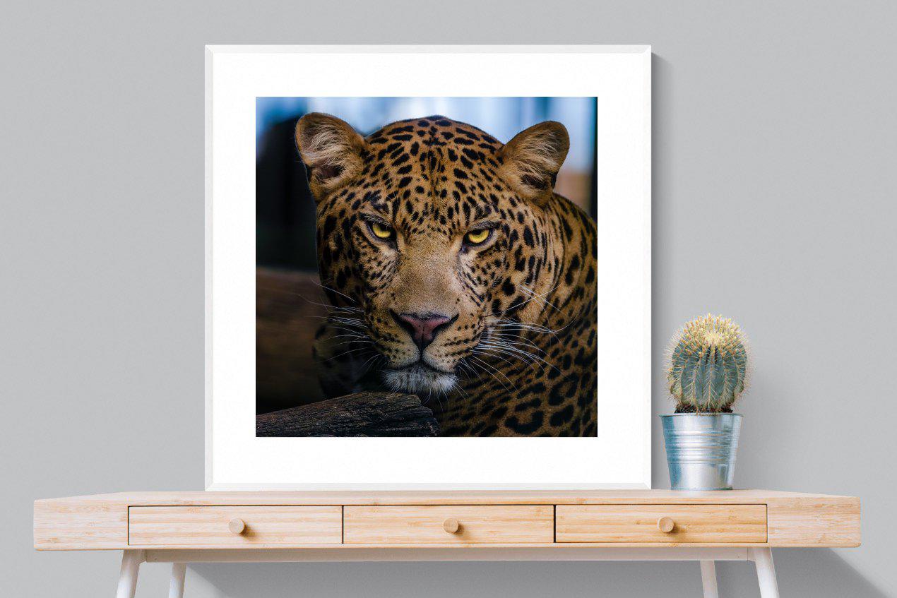 Contempt-Wall_Art-100 x 100cm-Framed Print-White-Pixalot