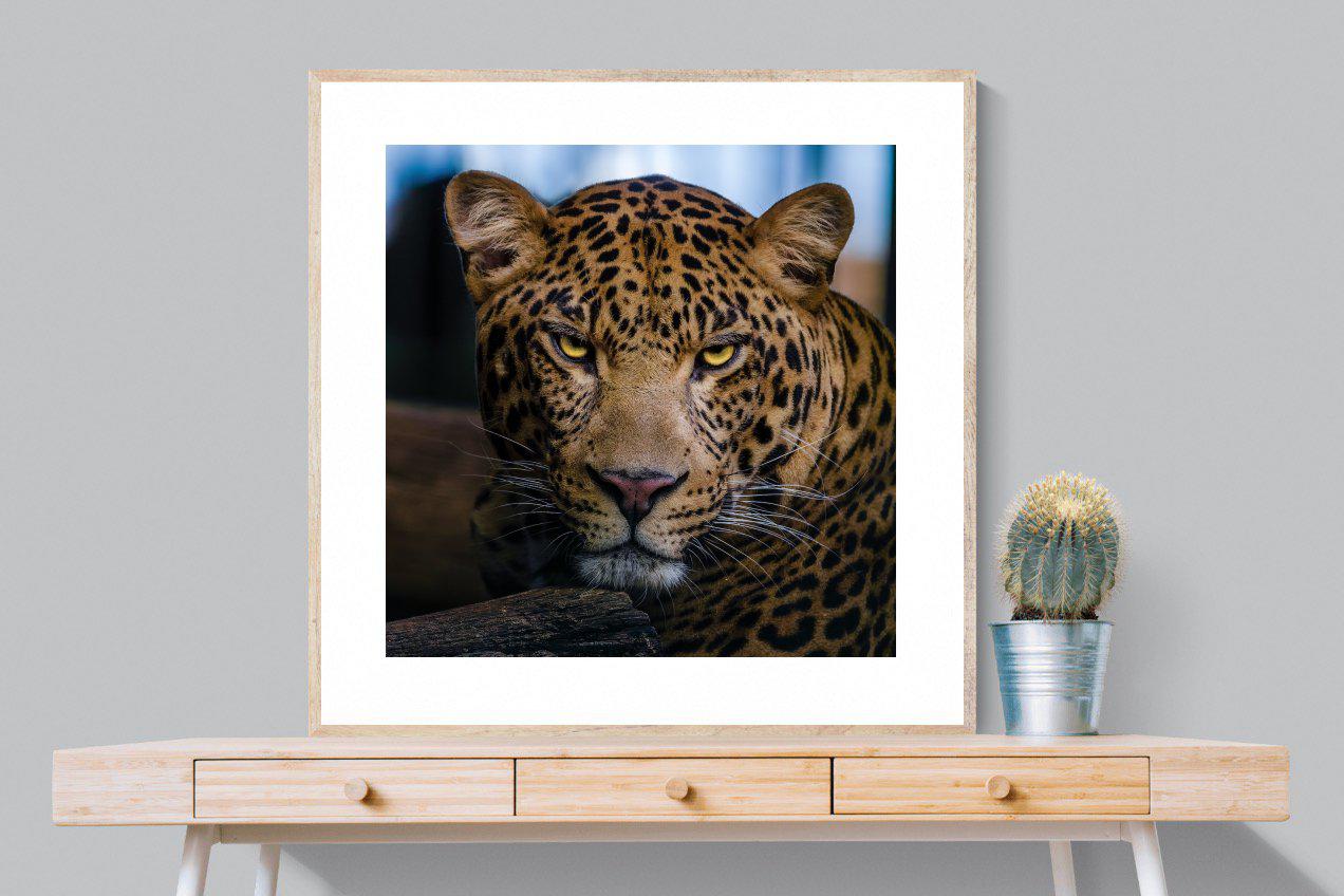 Contempt-Wall_Art-100 x 100cm-Framed Print-Wood-Pixalot