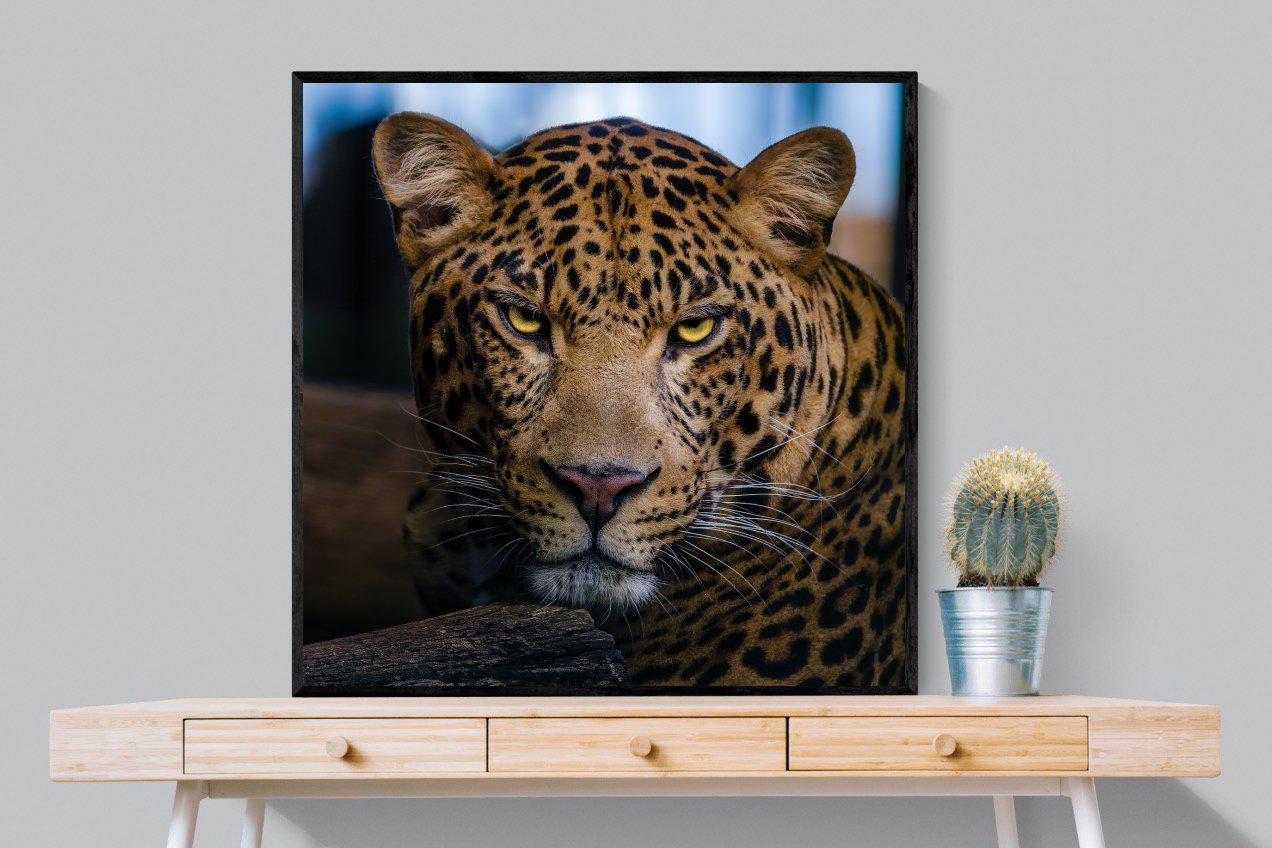 Contempt-Wall_Art-100 x 100cm-Mounted Canvas-Black-Pixalot