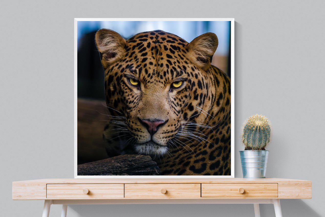 Contempt-Wall_Art-100 x 100cm-Mounted Canvas-White-Pixalot