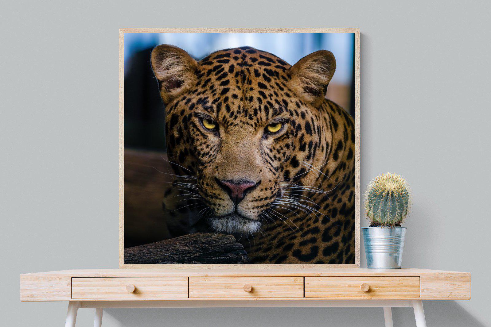 Contempt-Wall_Art-100 x 100cm-Mounted Canvas-Wood-Pixalot