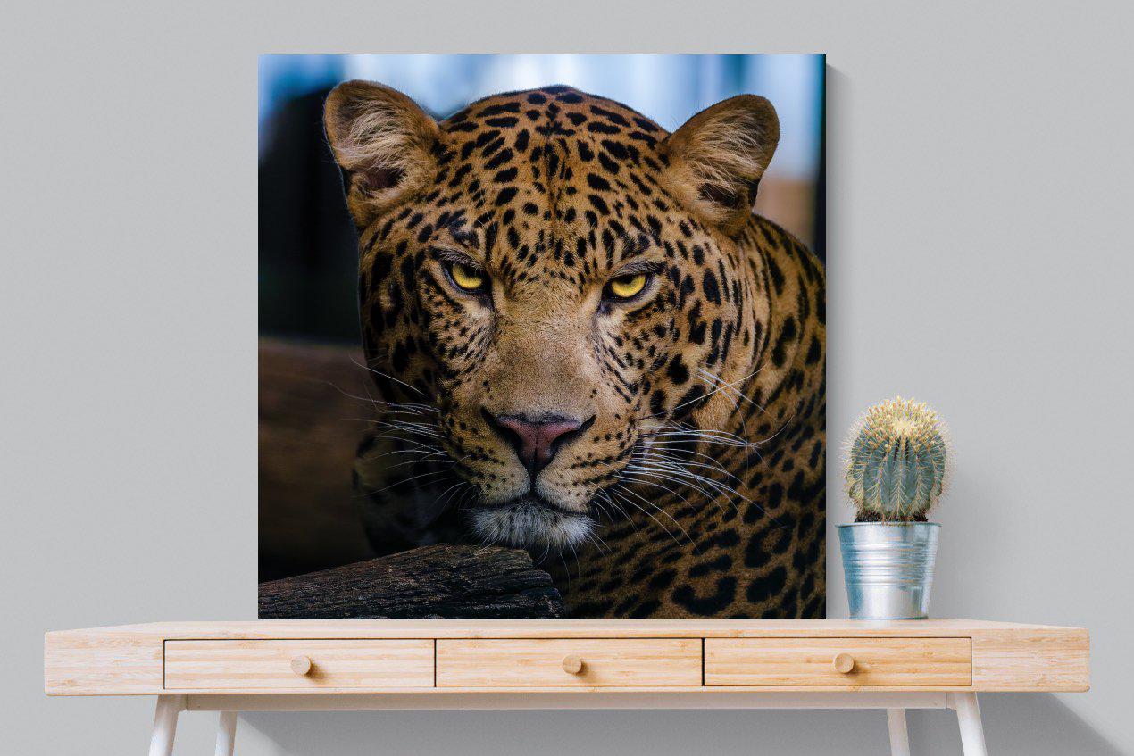 Contempt-Wall_Art-100 x 100cm-Mounted Canvas-No Frame-Pixalot