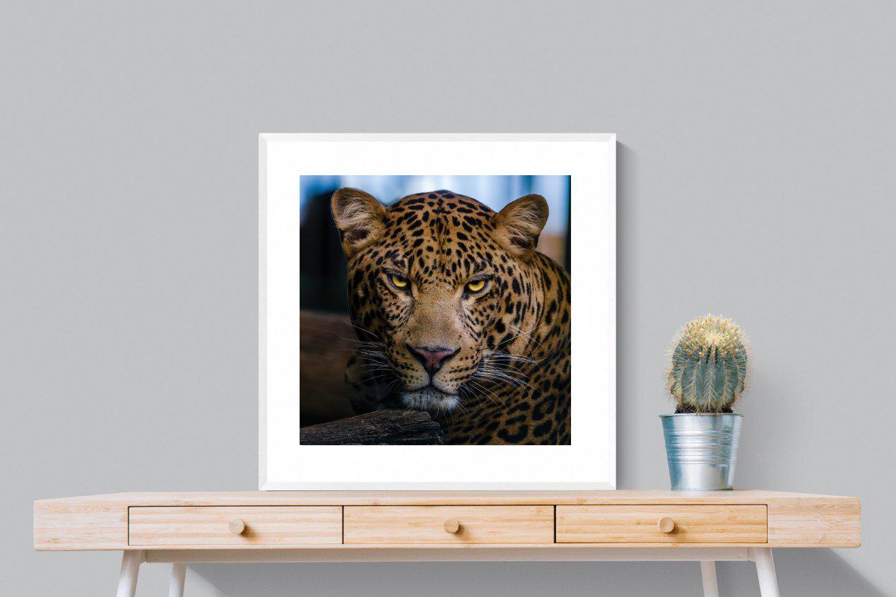 Contempt-Wall_Art-80 x 80cm-Framed Print-White-Pixalot