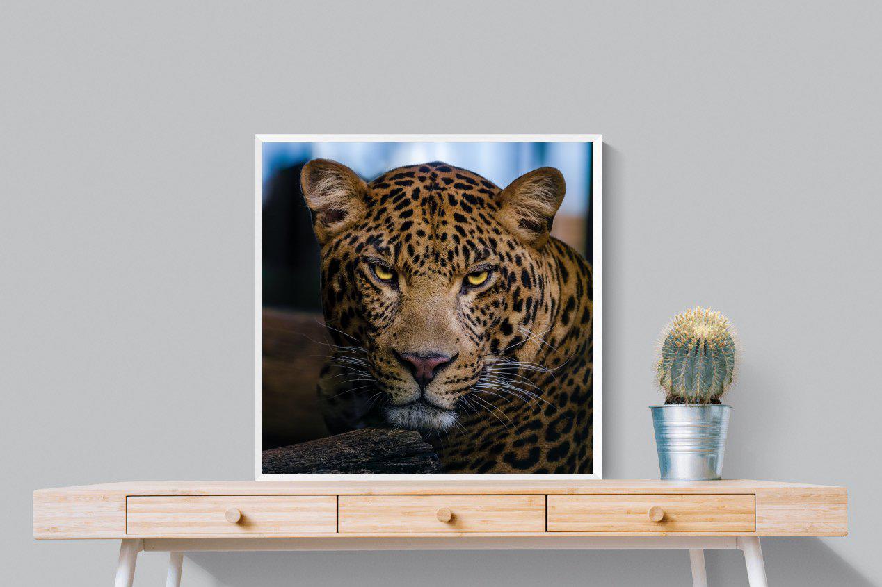 Contempt-Wall_Art-80 x 80cm-Mounted Canvas-White-Pixalot