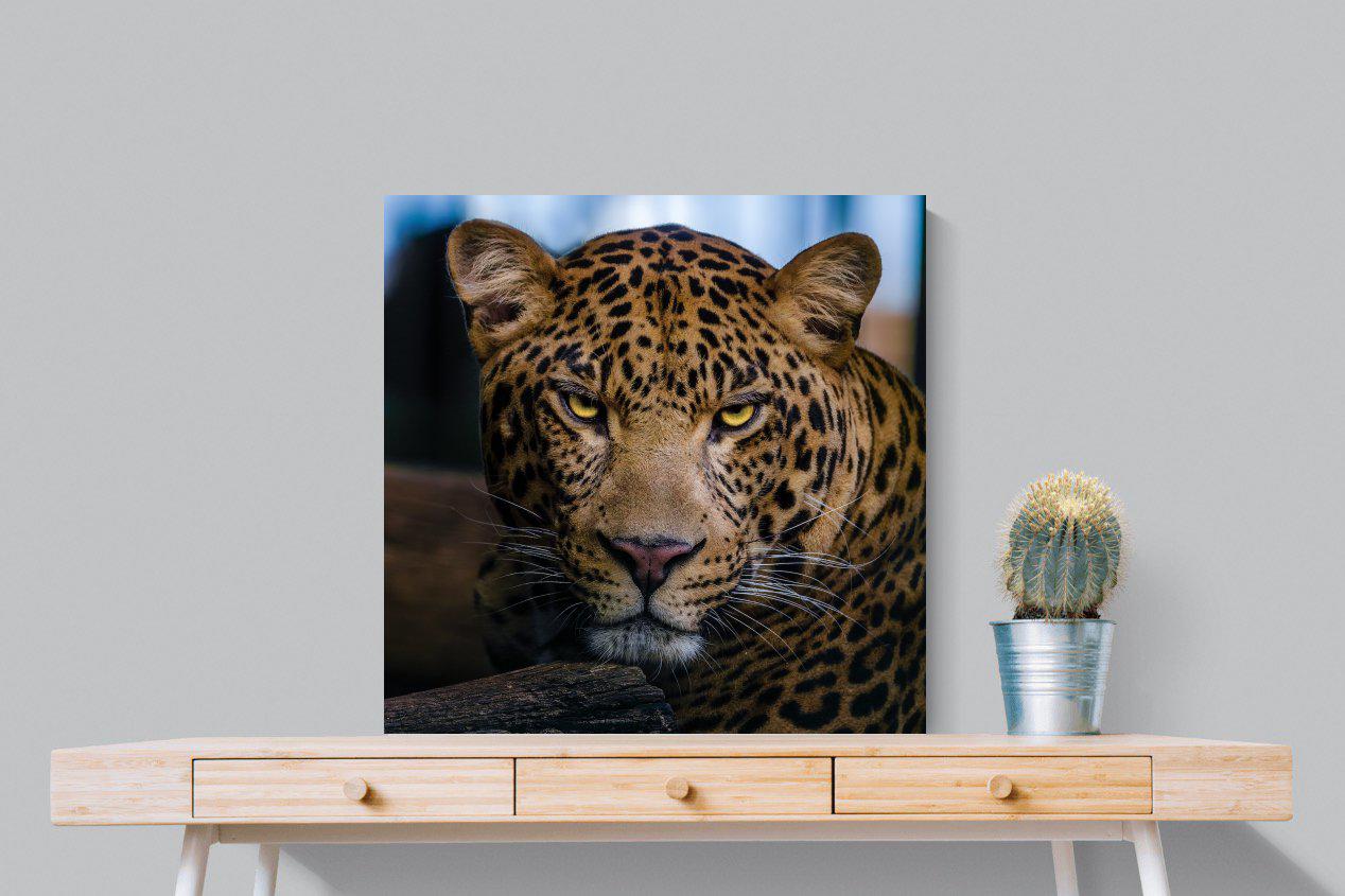 Contempt-Wall_Art-80 x 80cm-Mounted Canvas-No Frame-Pixalot