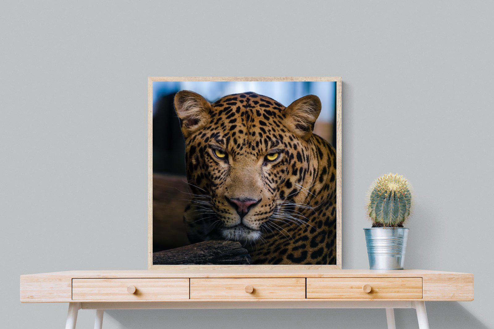 Contempt-Wall_Art-80 x 80cm-Mounted Canvas-Wood-Pixalot