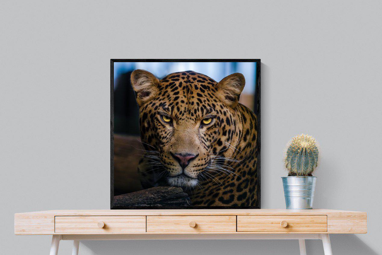 Contempt-Wall_Art-80 x 80cm-Mounted Canvas-Black-Pixalot