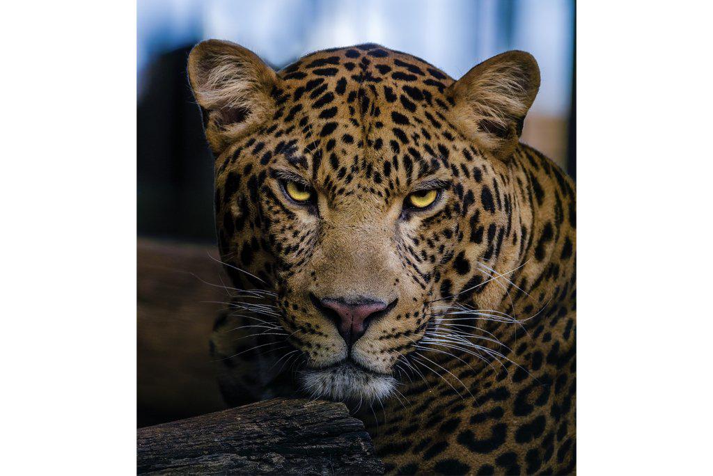 Contempt-Wall_Art-Pixalot