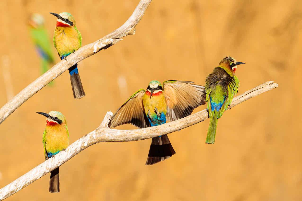 Feathered Friends-Wall_Art-Pixalot