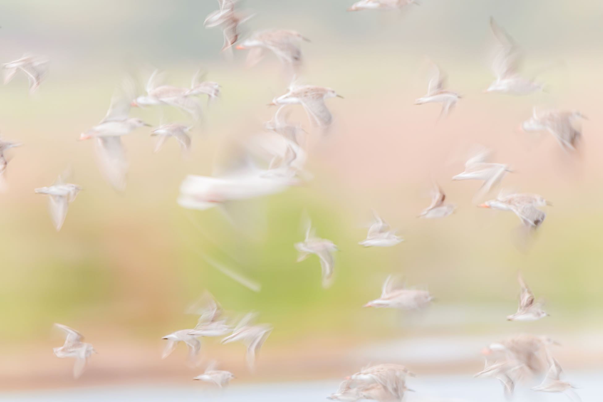 Frenzy-Wall_Art-Pixalot