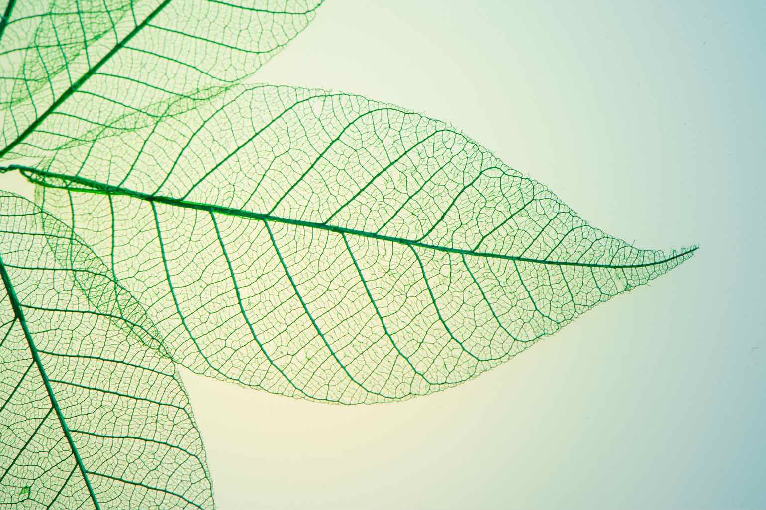 Leaf-Wall_Art-Pixalot