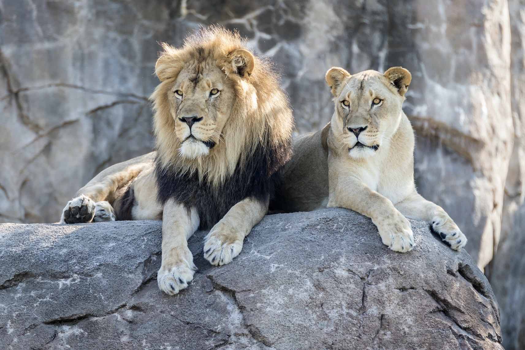 Lion & Lioness-Wall_Art-Pixalot