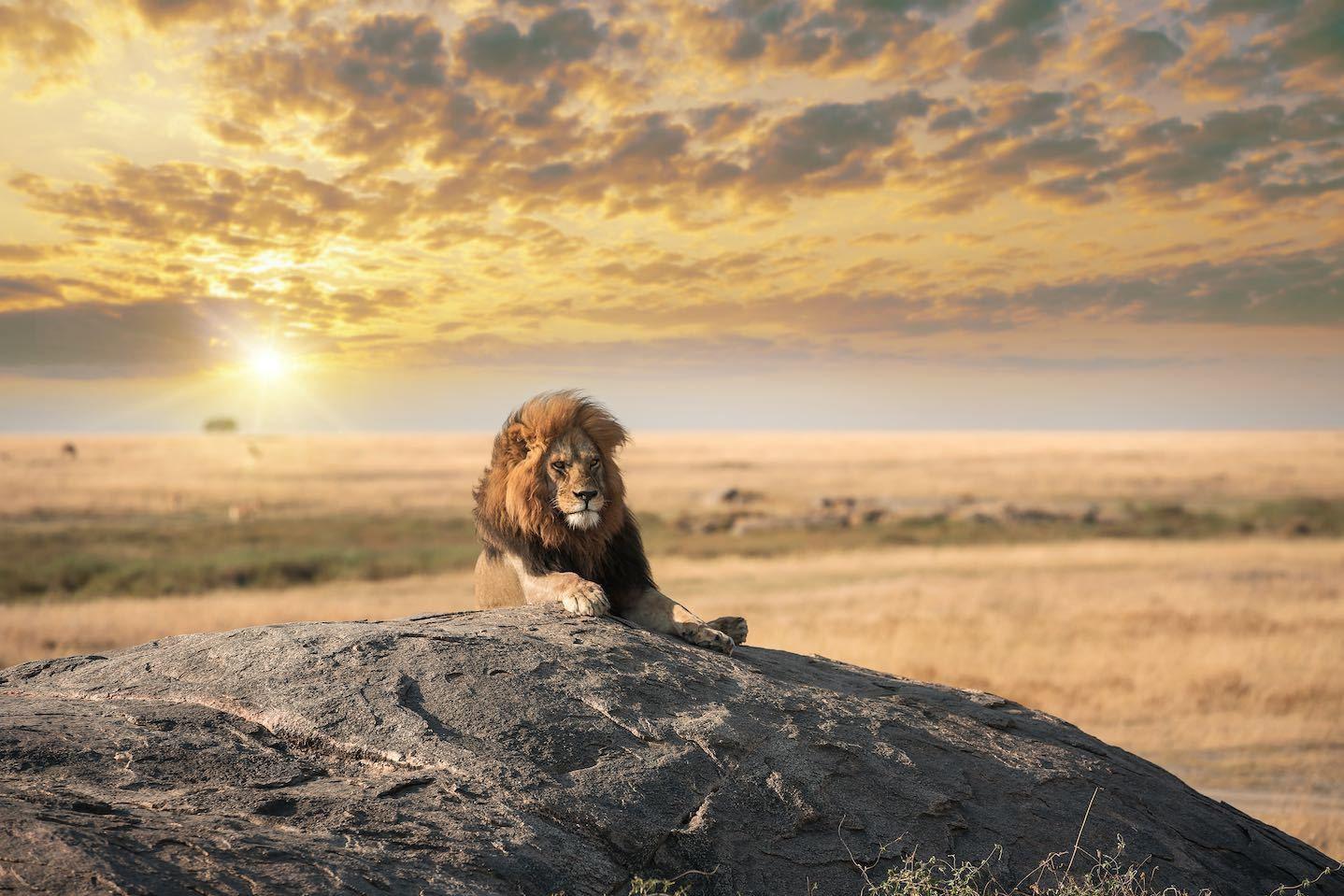 Lion Rock-Wall_Art-Pixalot