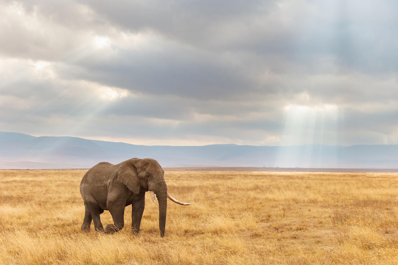 Ngorongoro Ele-Wall_Art-Pixalot