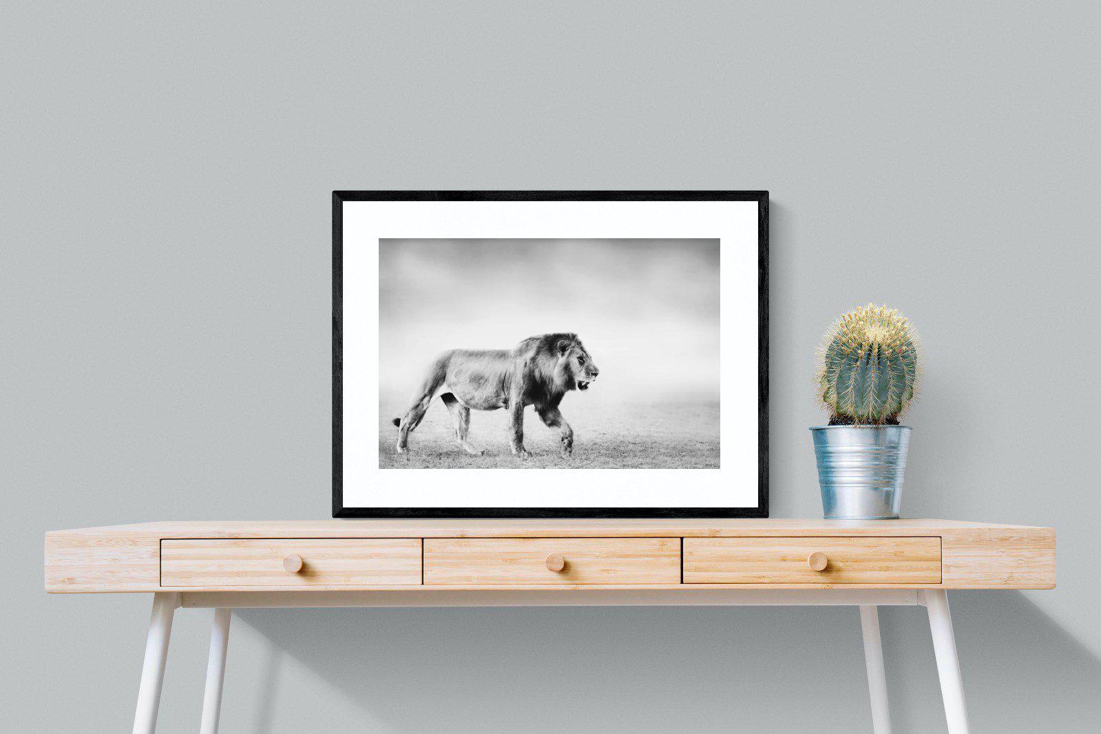 Roaming Lion-Wall_Art-80 x 60cm-Framed Print-Black-Pixalot